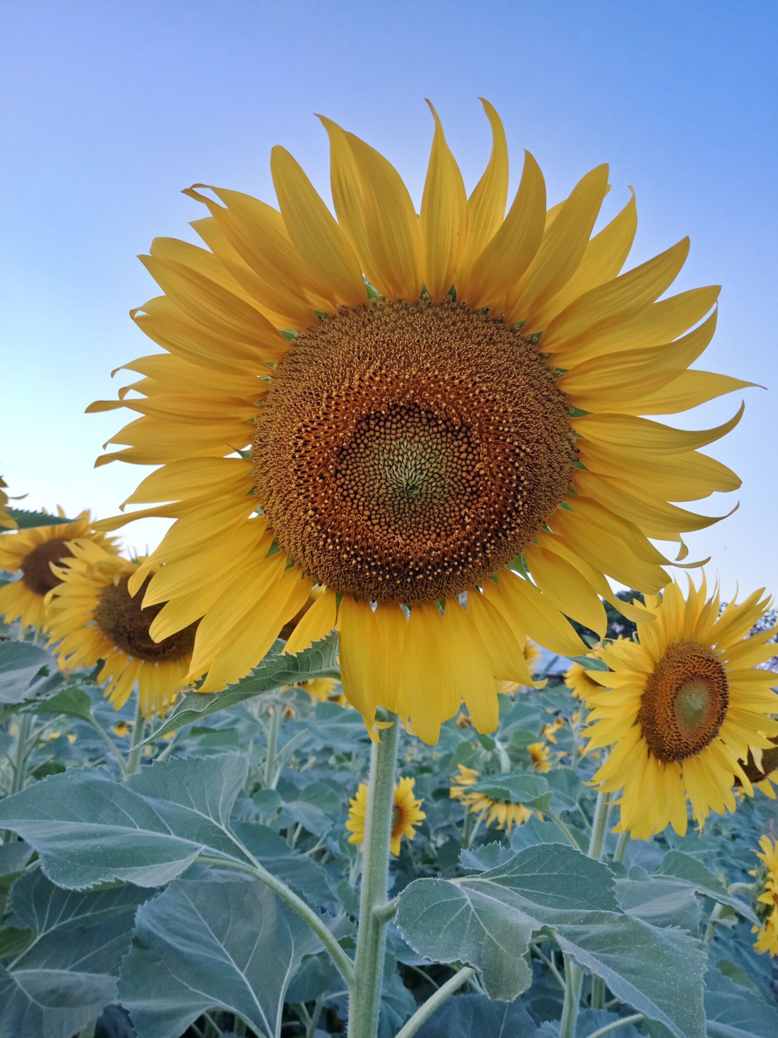 OPPO F5YOUTH sample photo. Flowers, sunflower, yellow photography
