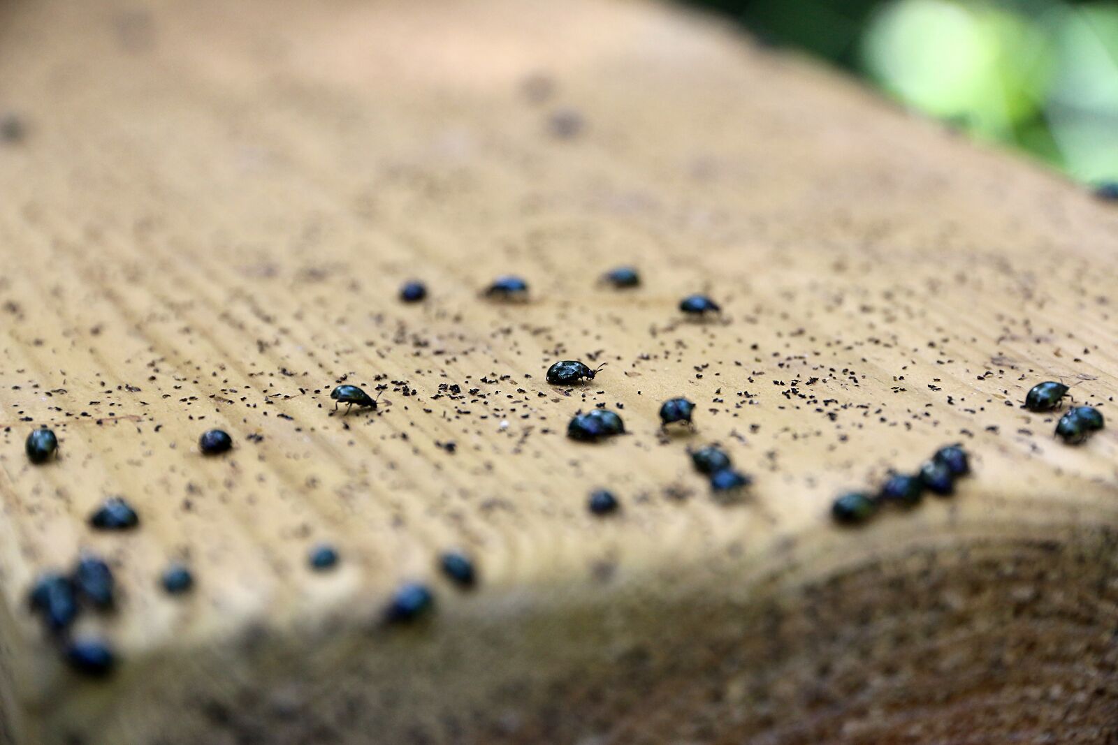 Canon EOS 650D (EOS Rebel T4i / EOS Kiss X6i) sample photo. Wood, bugs, forest photography