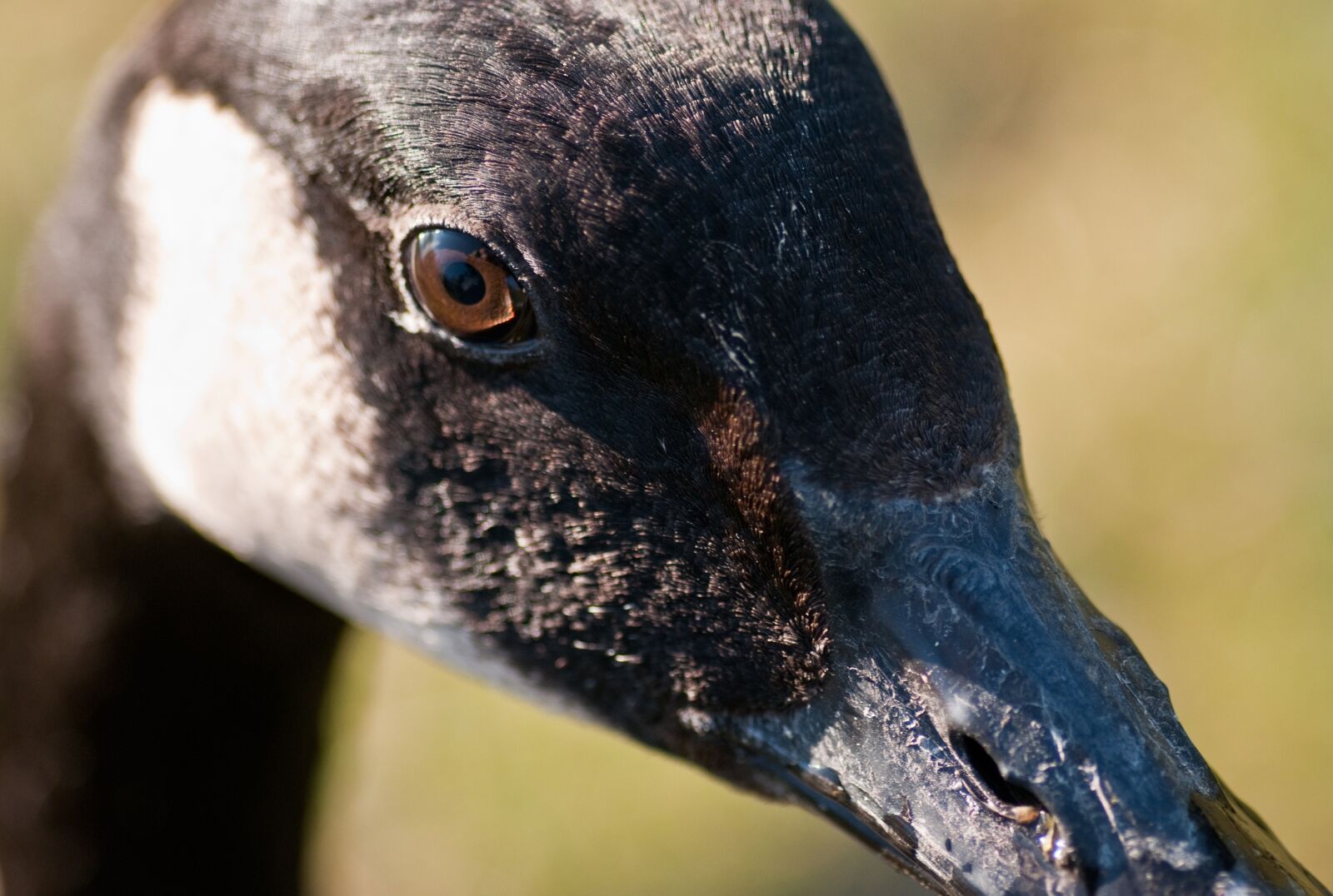 Nikon D300 sample photo. Canada goose, goose, bird photography