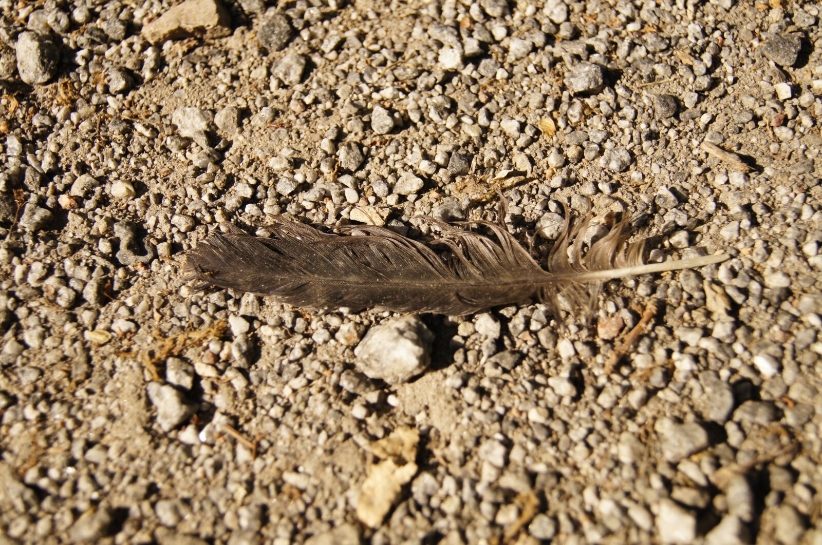 Sony SLT-A35 sample photo. Feather, bird, nature photography