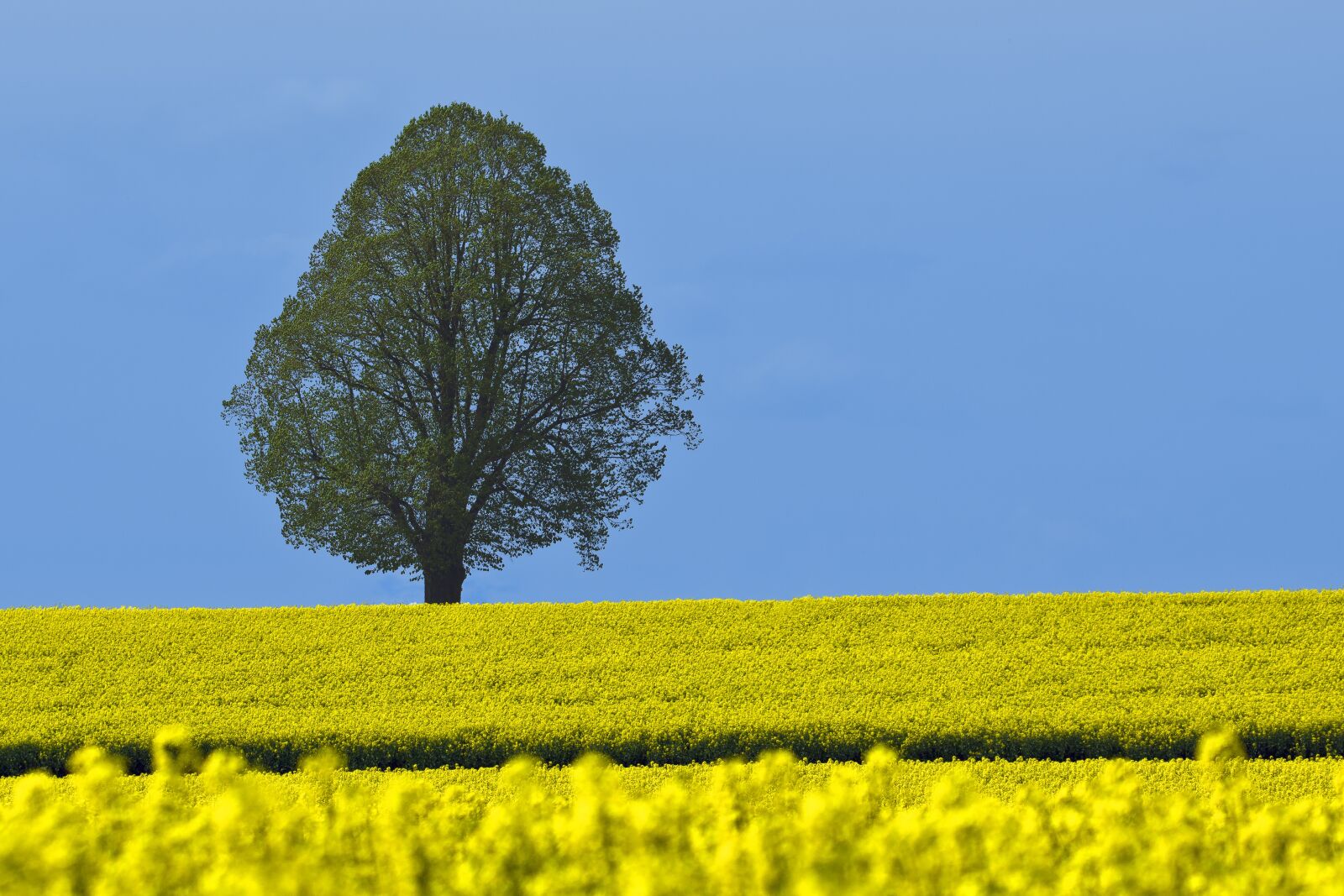 Nikon D7100 sample photo. Tree, field of rapeseeds photography