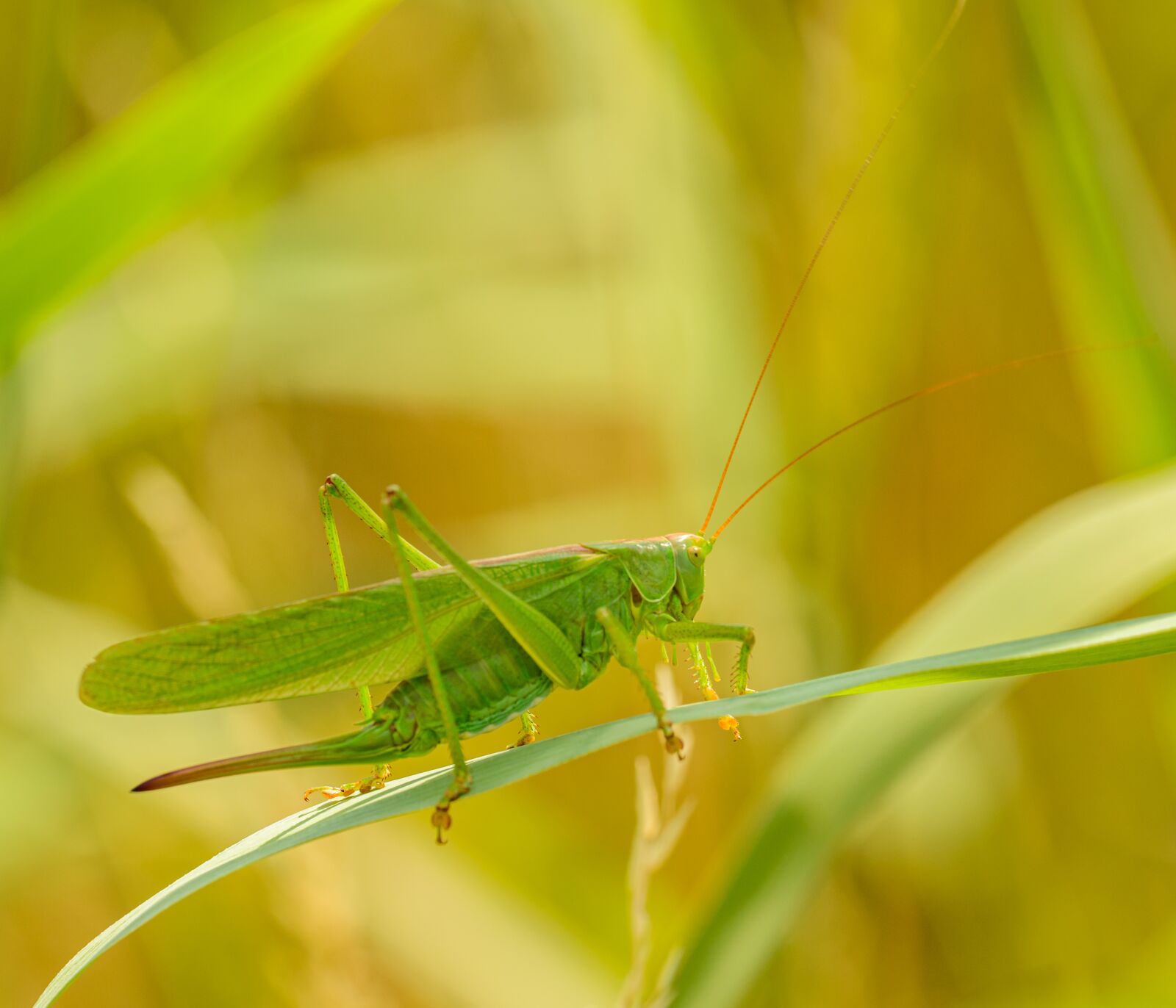 Nikon D800E sample photo. Grasshopper, green, insect photography