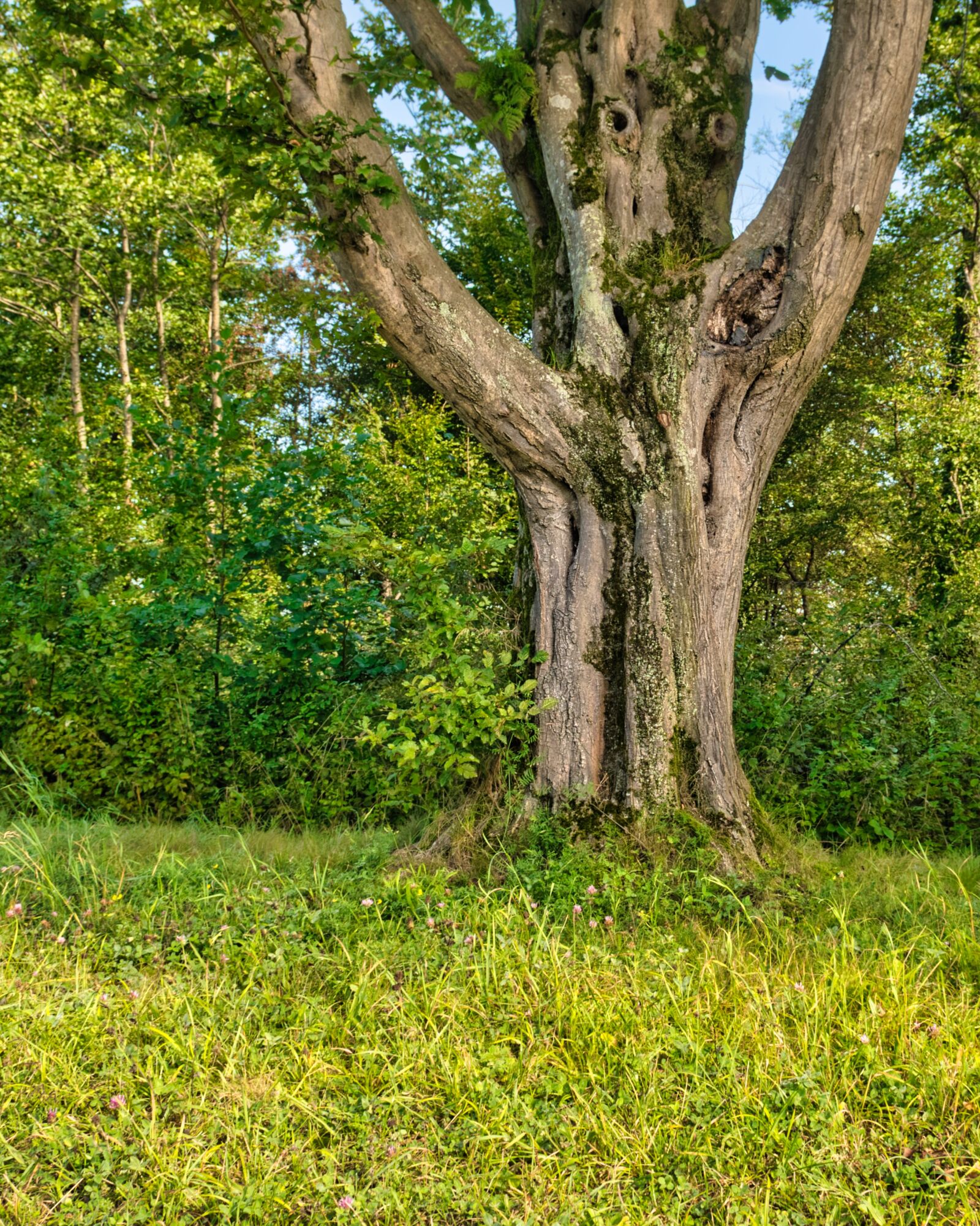 Nikon D7500 sample photo. Tree, tree trunk, bark photography