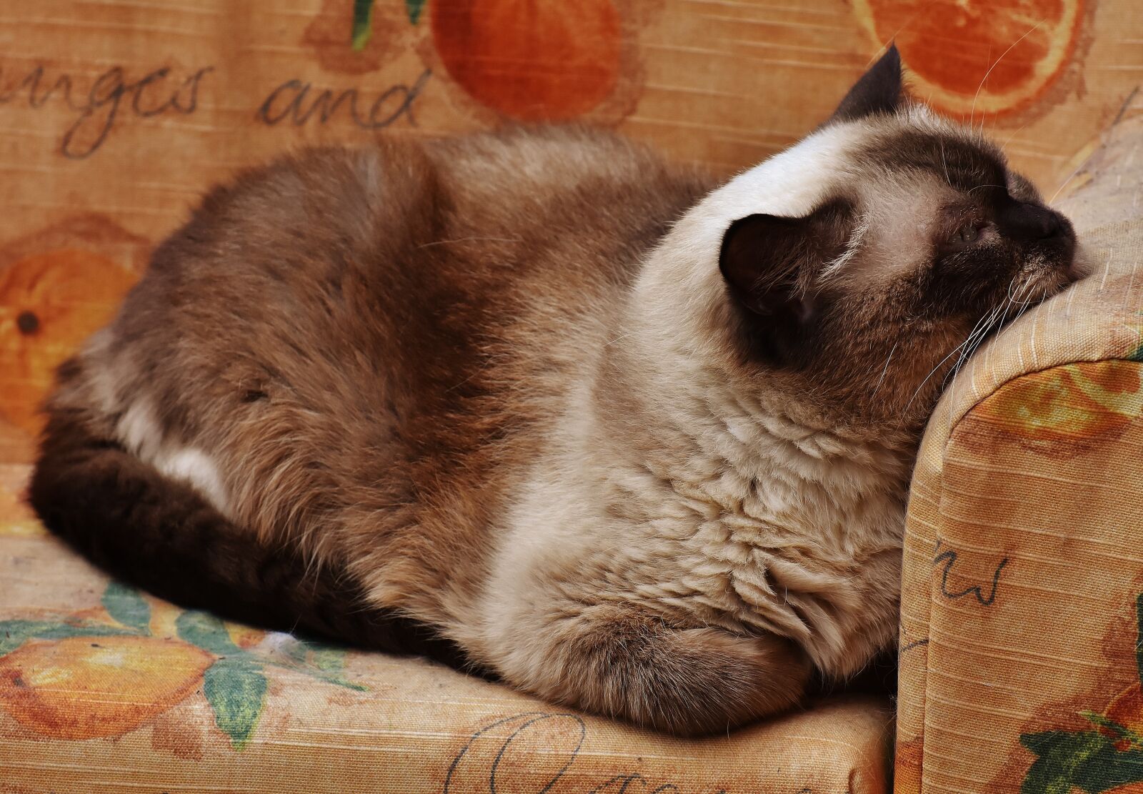 Nikon D7200 sample photo. Cat, british shorthair, thoroughbred photography