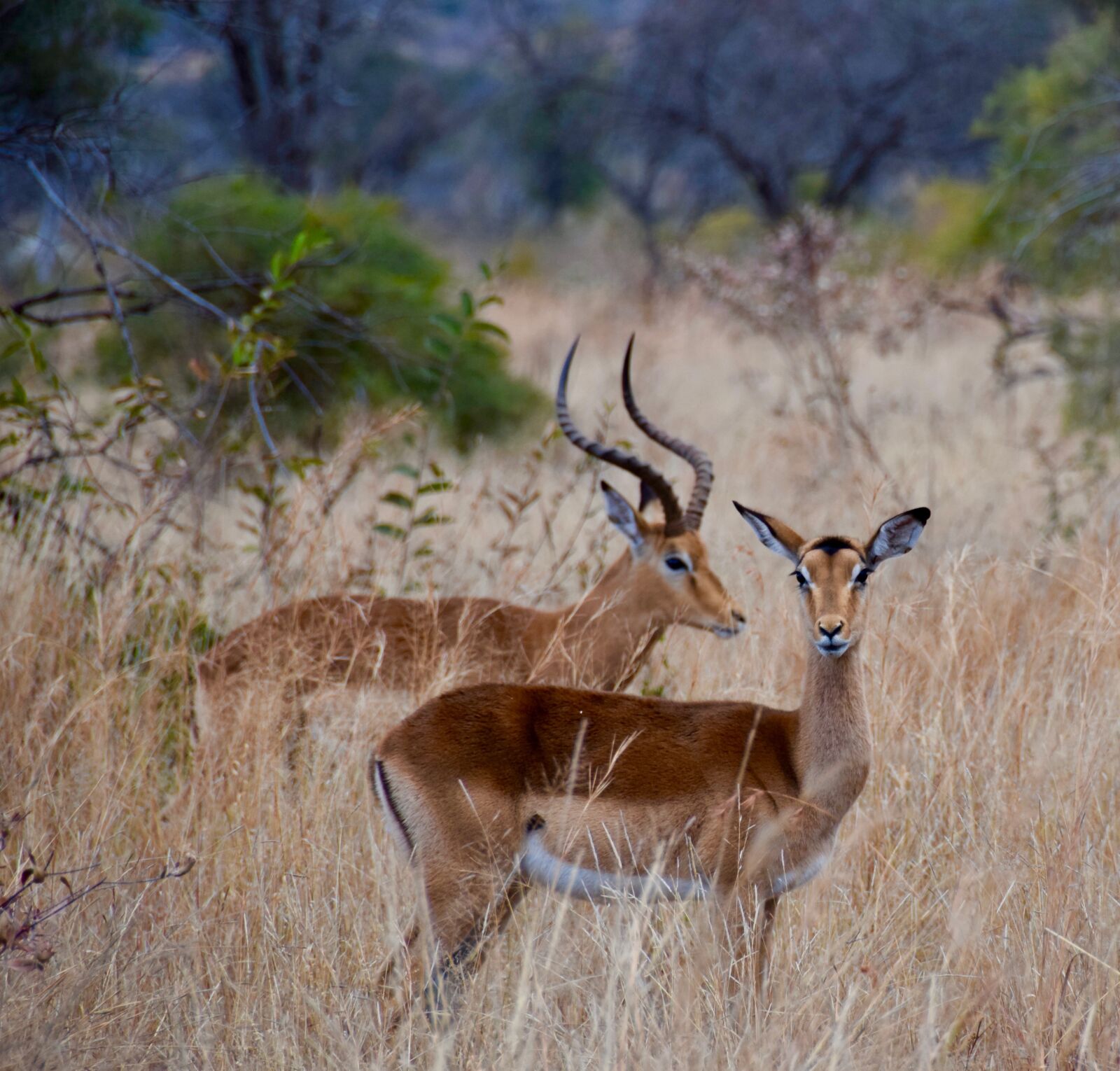 Nikon D5300 sample photo. Impala, africa, antelope photography