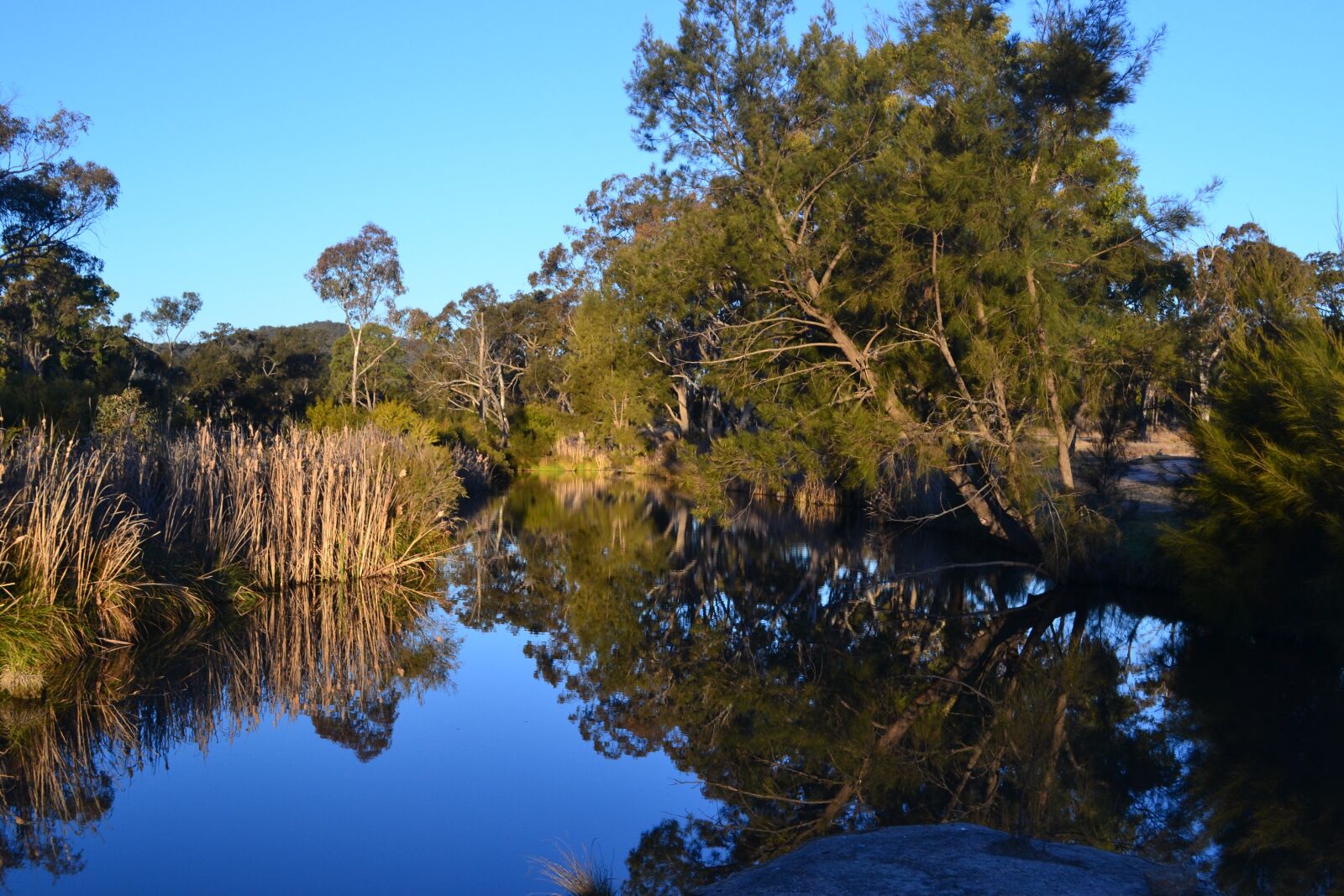 Nikon D3100 sample photo. Nature, tree, water photography