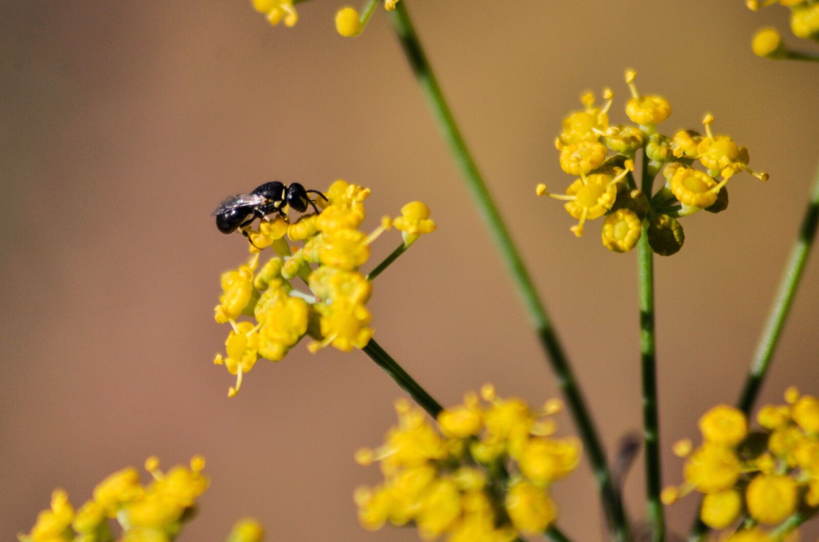 Nikon D90 sample photo. Fennel, insect, herb photography