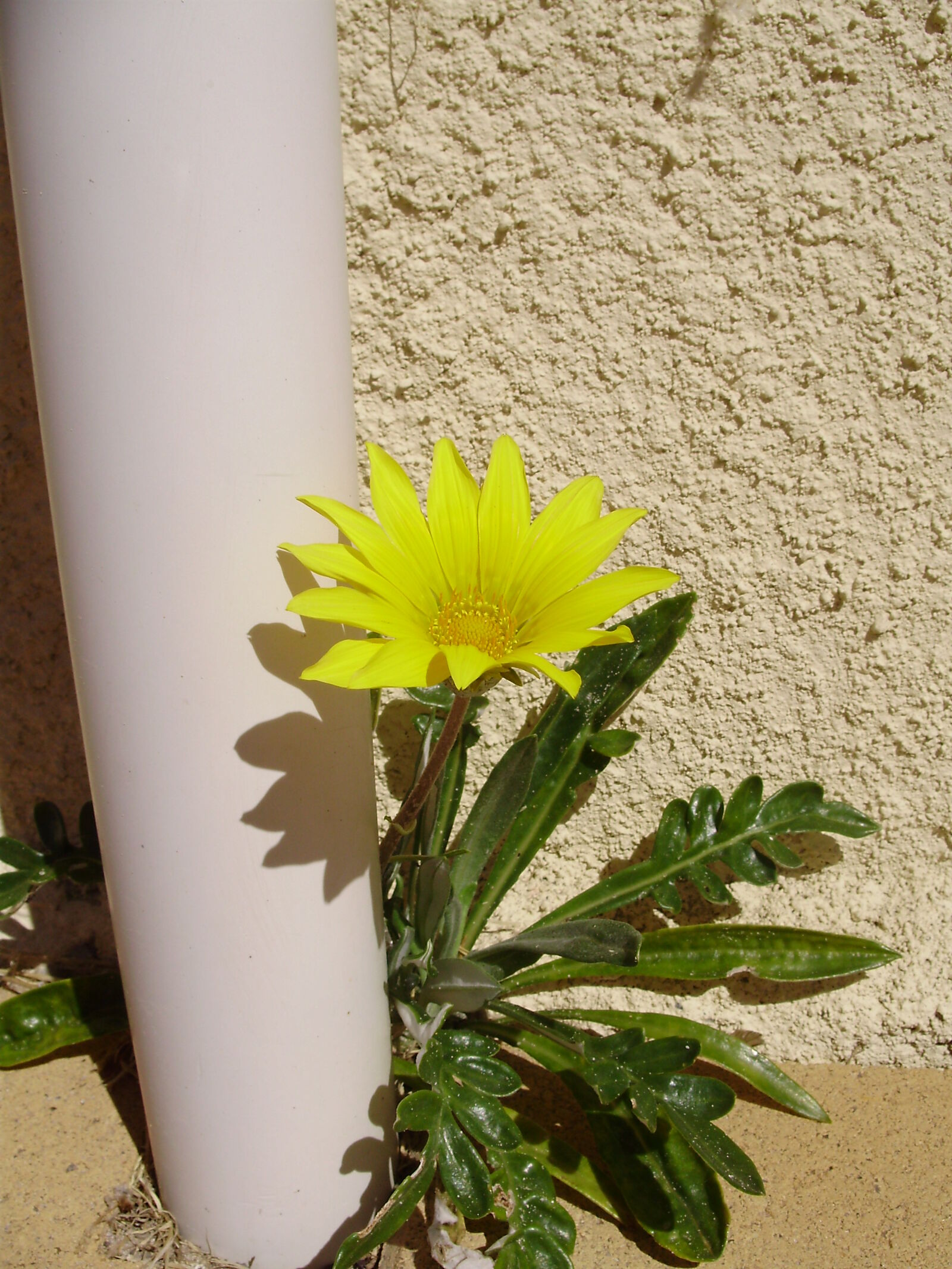 Olympus FE310,X840,C530 sample photo. Flower, growing, hope, life photography