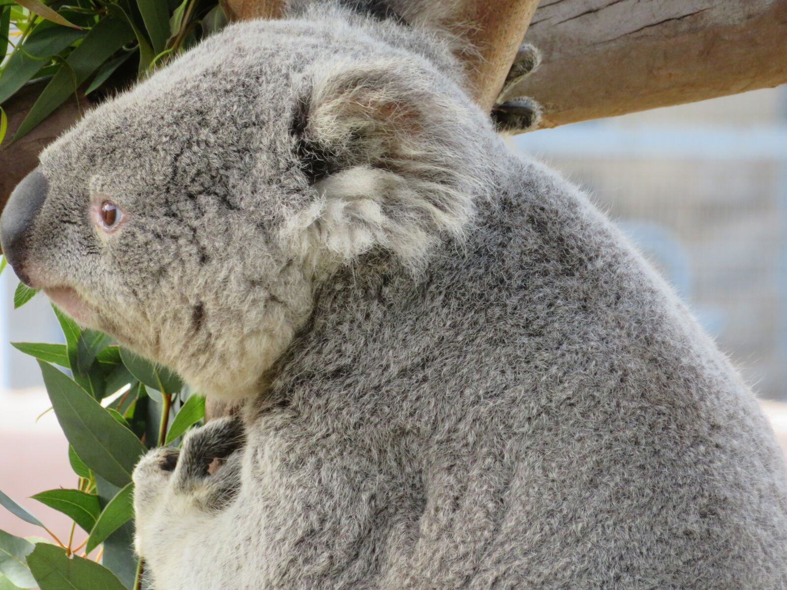 Canon PowerShot SX720 HS sample photo. Koala, san diego zoo photography