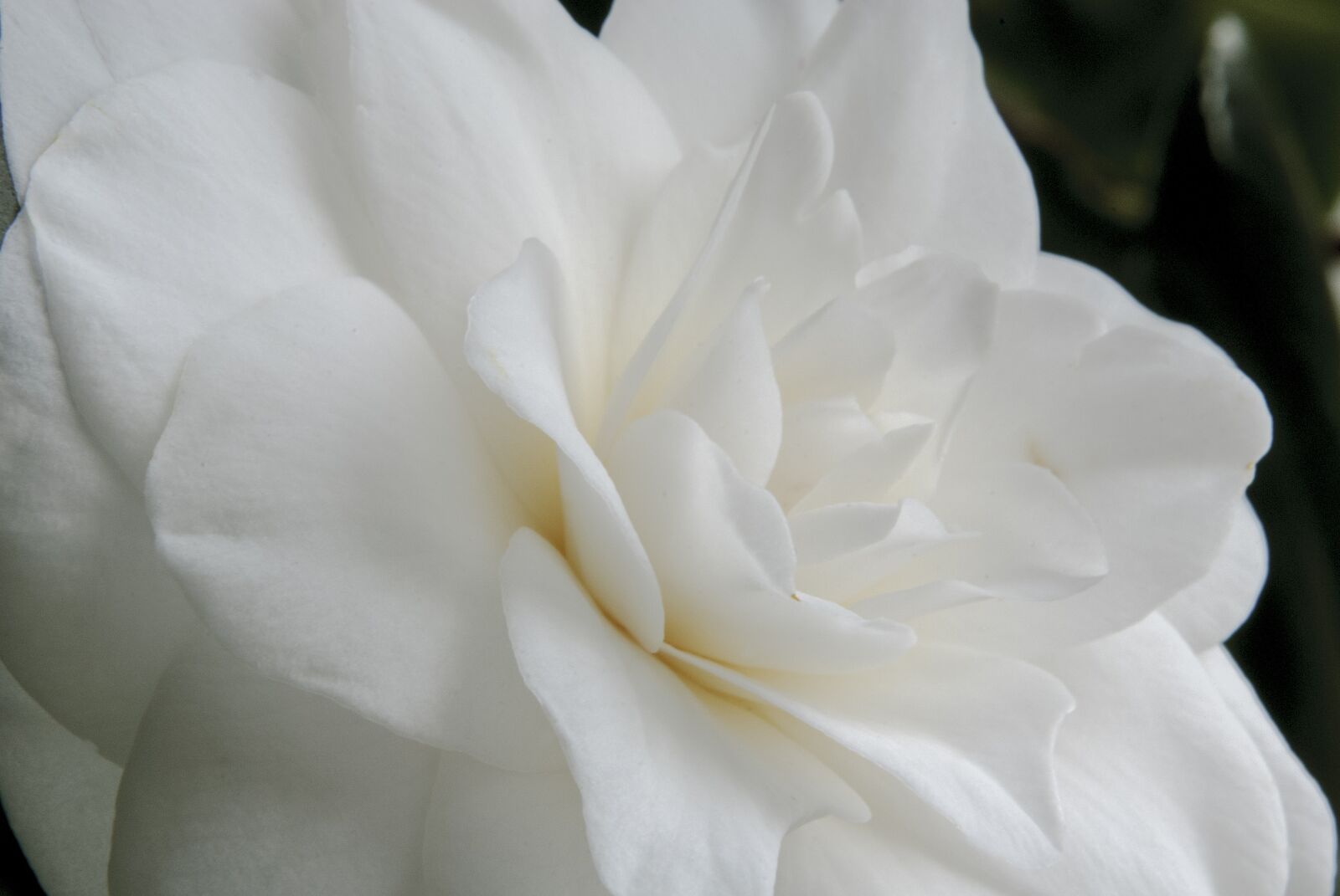 Nikon D80 sample photo. Flowers, camelia, garden photography