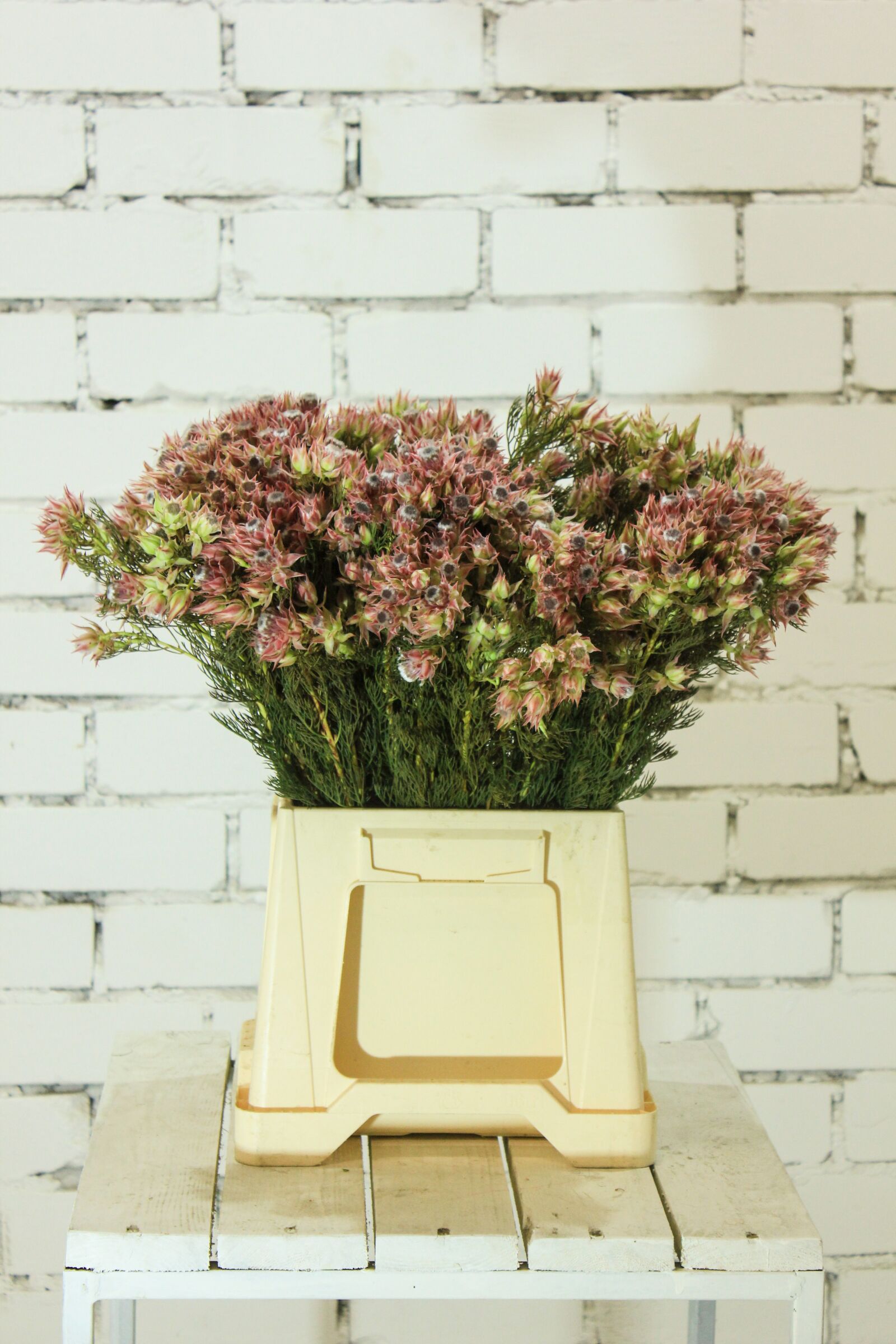 Canon EOS 550D (EOS Rebel T2i / EOS Kiss X4) sample photo. Caps, flowers, wall photography