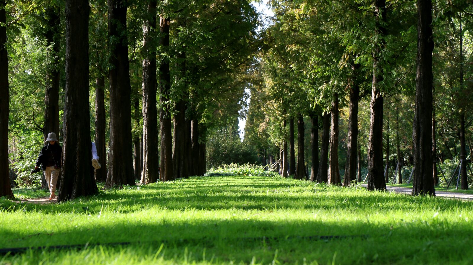 Canon EOS 70D sample photo. Forest, grass, nature photography