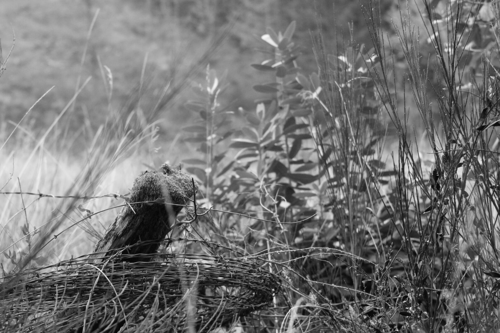 Canon EF 75-300mm f/4-5.6 sample photo. Barbed, wire, black, and photography