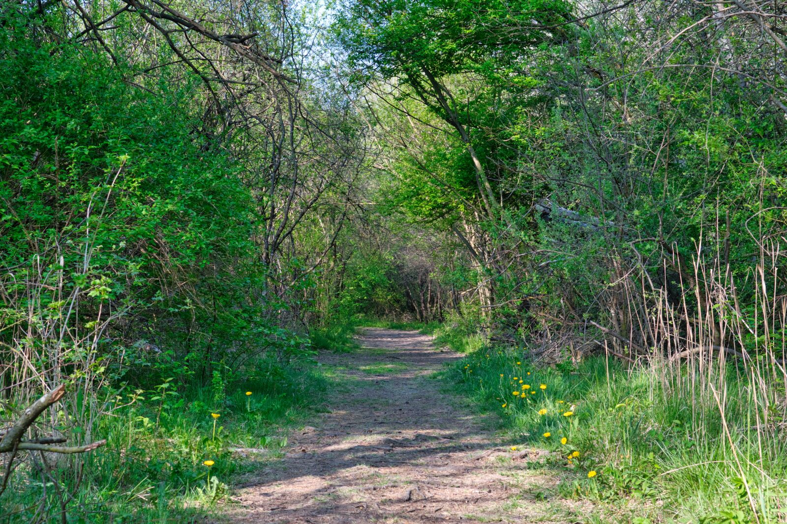 Nikon D7500 sample photo. Spring, away, path photography