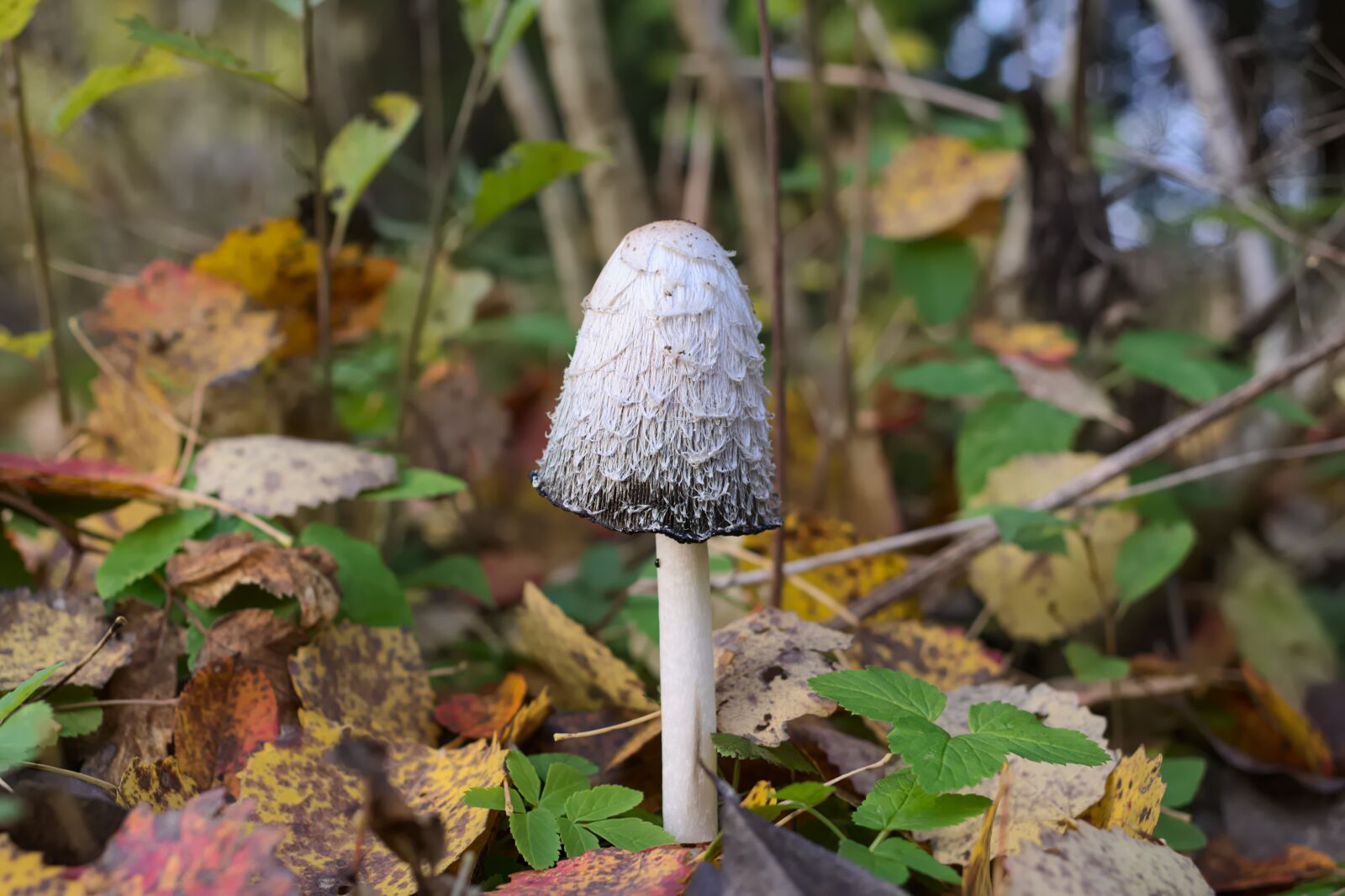 Pentax K-70 sample photo. Nature, forest, mushroom photography