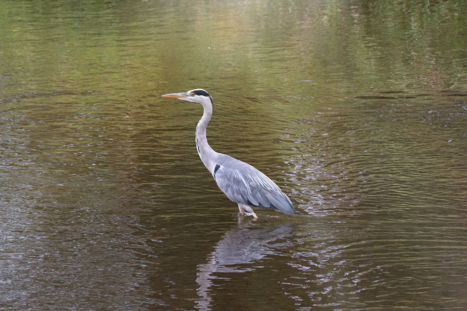 Canon EOS 70D + Canon EF 70-300 F4-5.6 IS II USM sample photo. Heron, water, bill photography