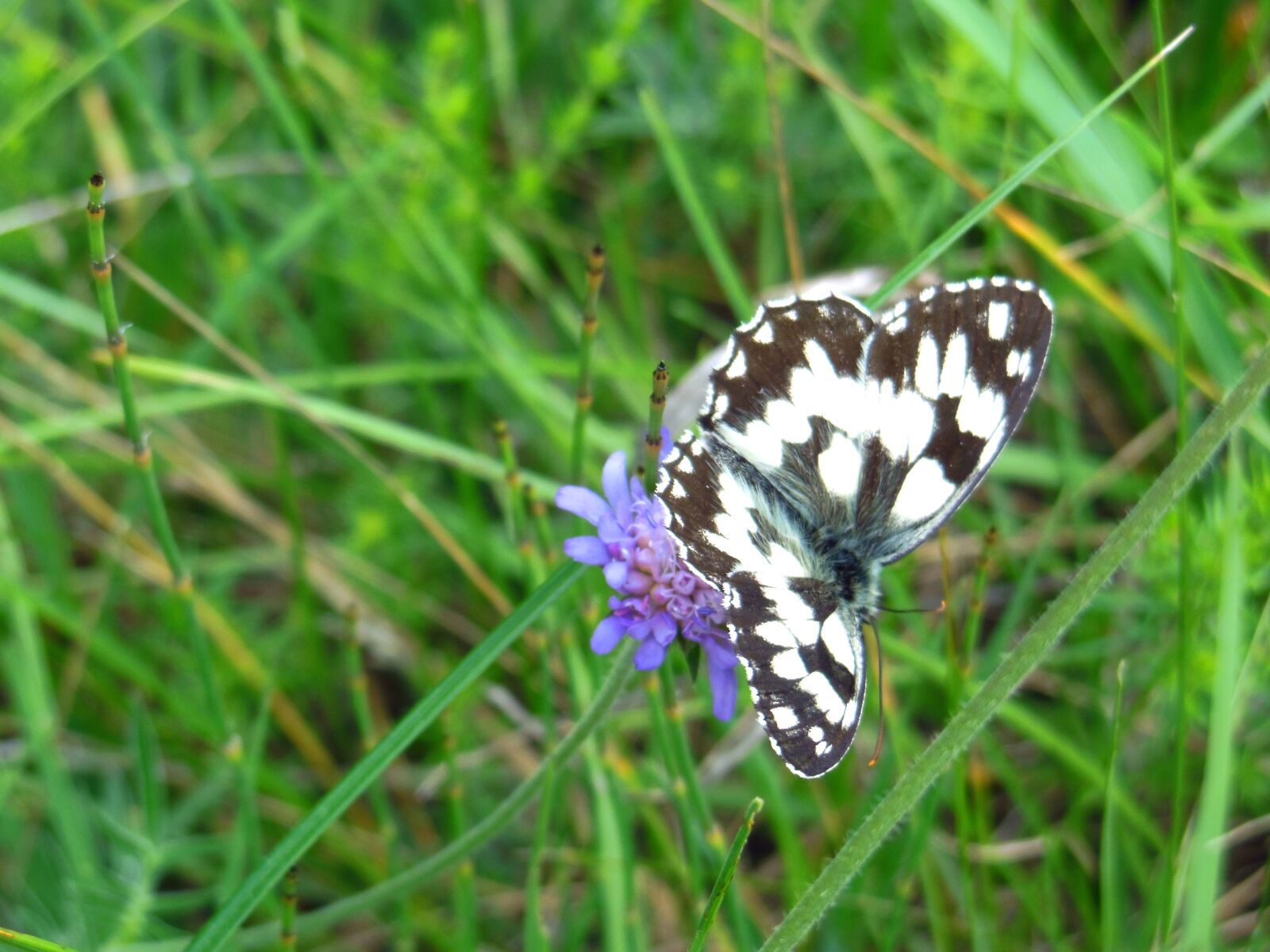 Nikon Coolpix S9300 sample photo. Butterfly, chessboard butterfly, melanargia photography