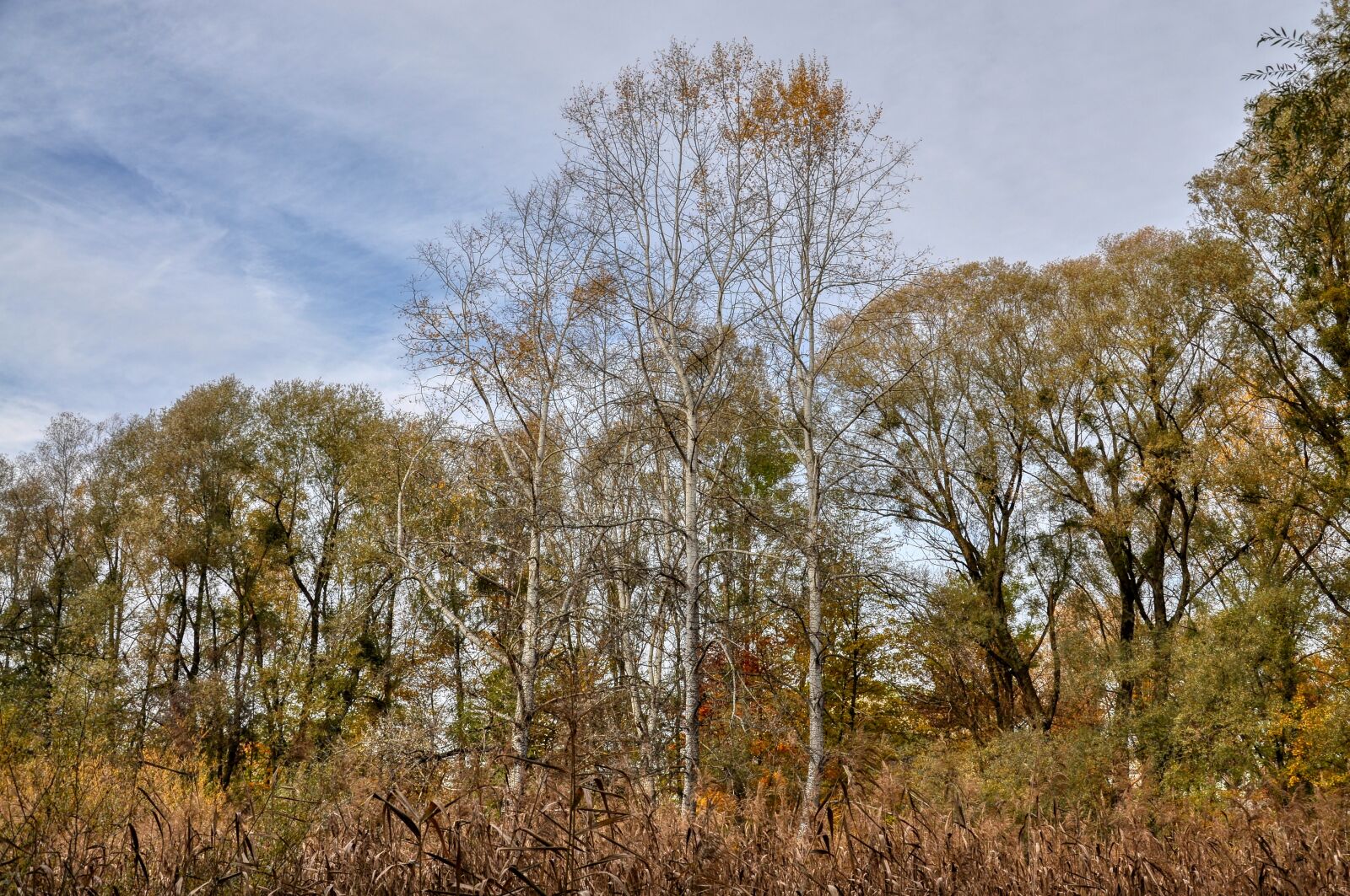 Nikon D5000 sample photo. Autumn, landscape, birch photography