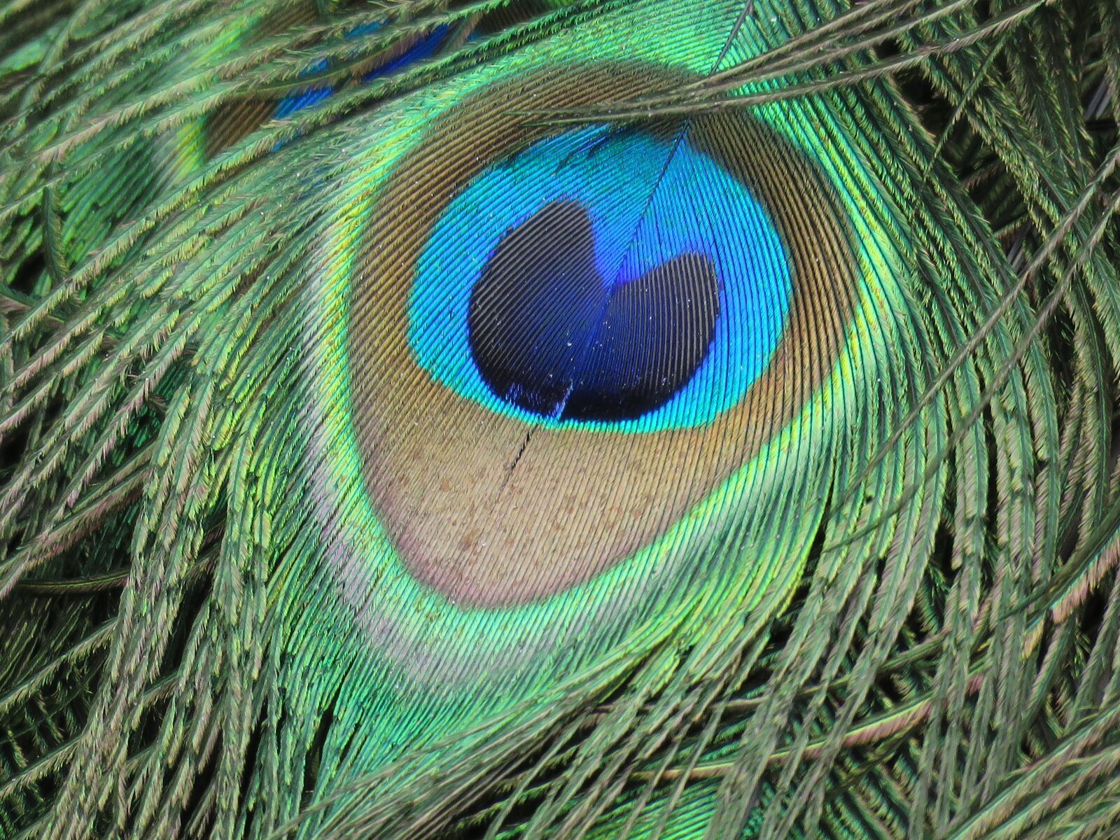 Canon PowerShot SX60 HS sample photo. Peacock, feather, peacock feather photography