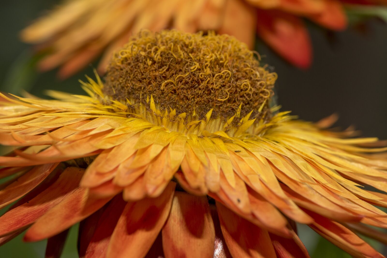 Nikon D750 sample photo. Italicum, flower, forever photography