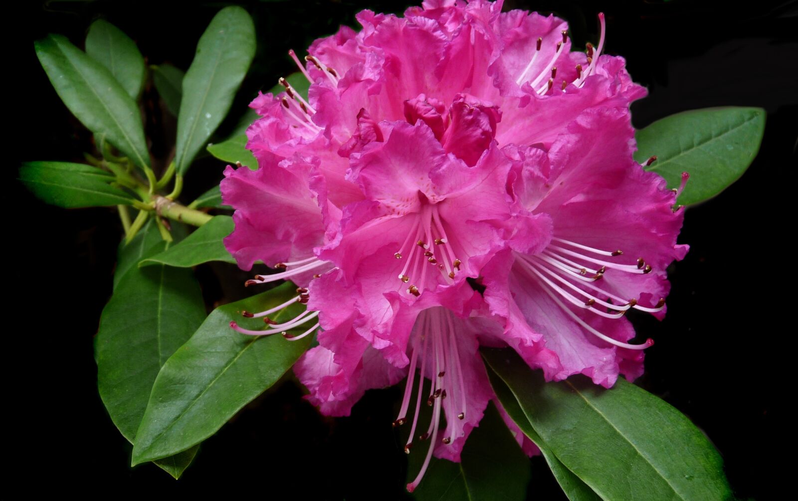 Panasonic Lumix DMC-FZ28 sample photo. Rhododendron, pink, flower photography