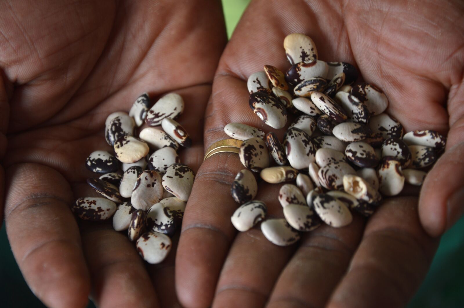 Nikon D3200 sample photo. Biodiversity, seeds, bean photography