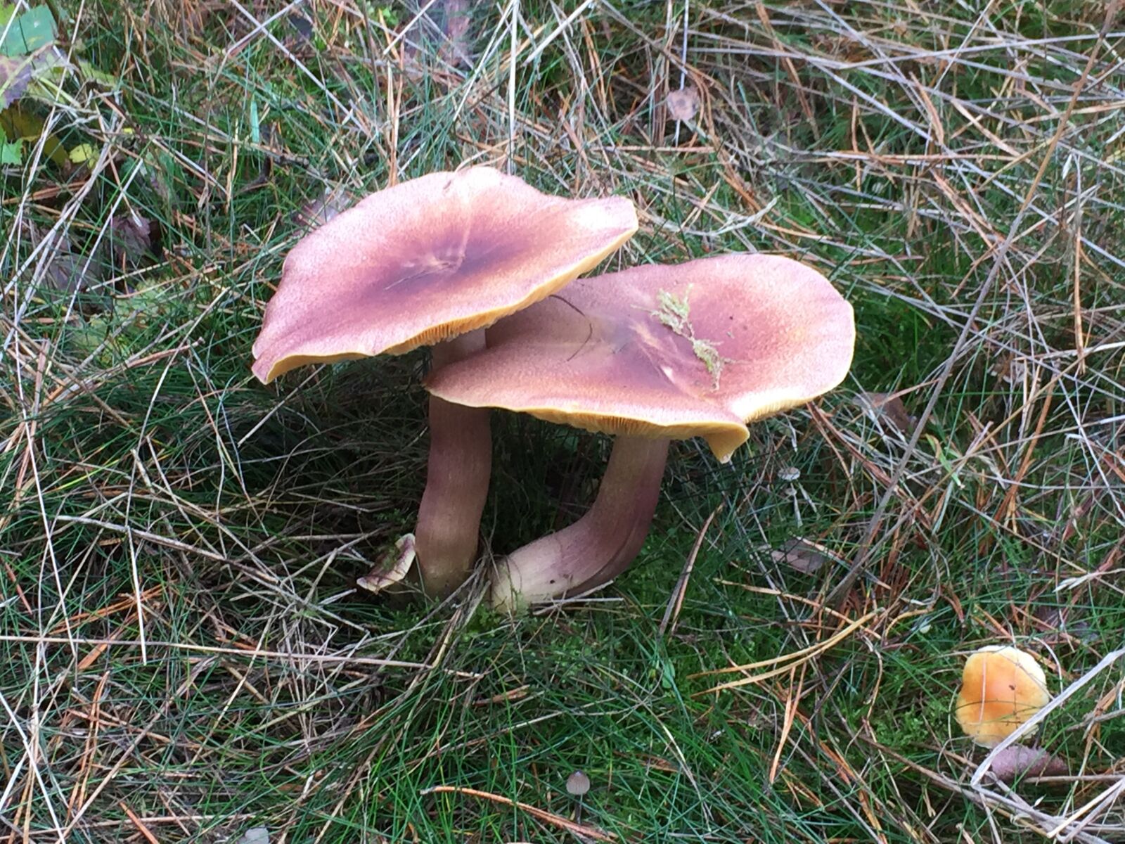 iPhone 6 Plus back camera 4.15mm f/2.2 sample photo. Nature, mushroom, autumn photography