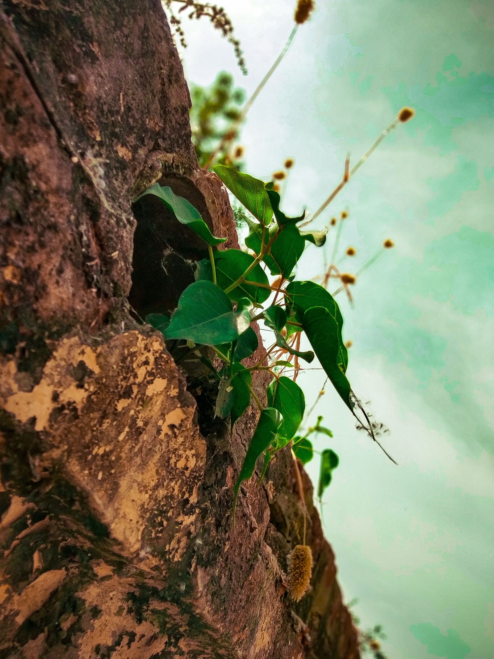 Xiaomi Redmi Y2 sample photo. Nature, natureimages, bestnaturephotos photography