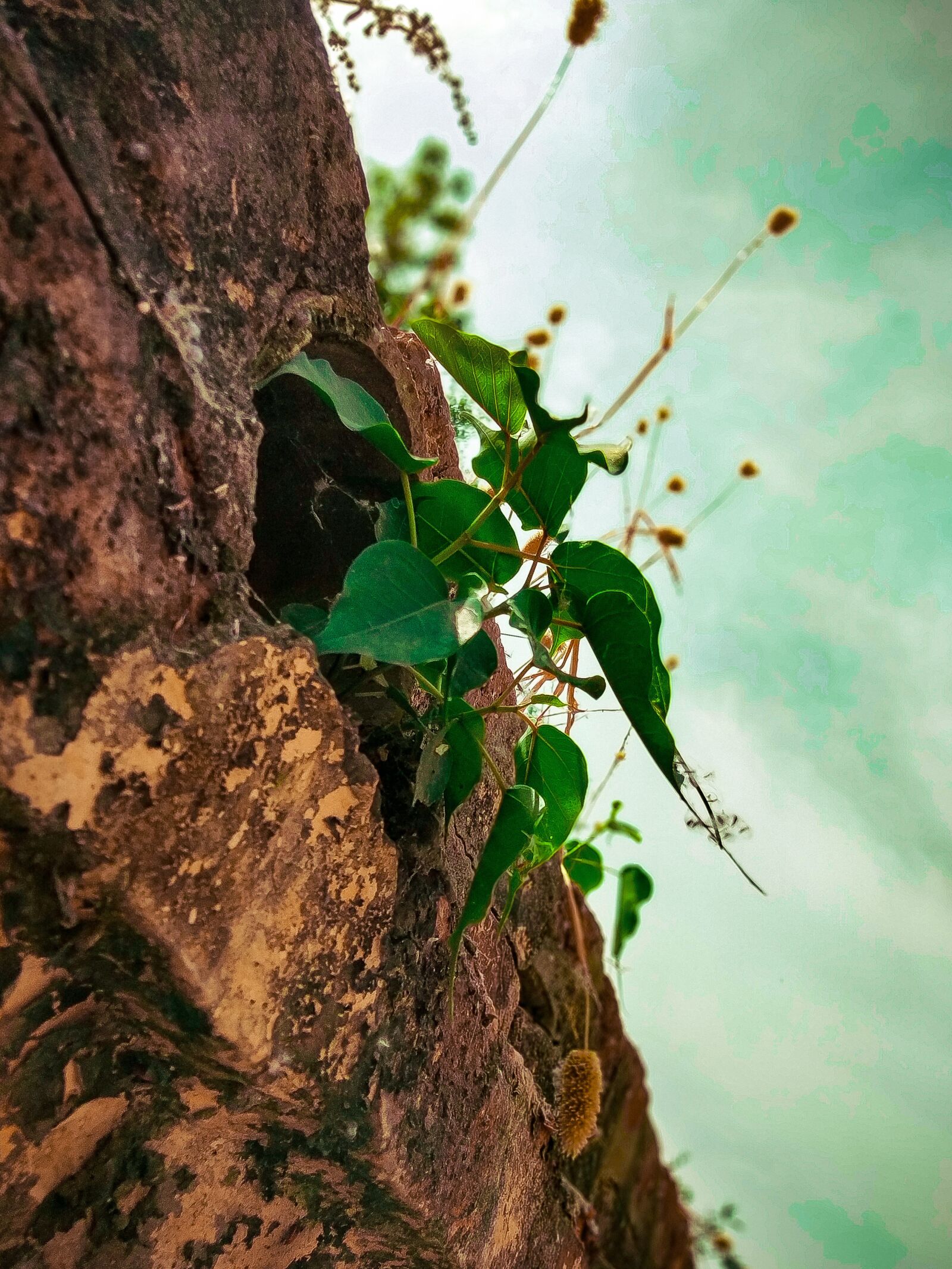 Xiaomi Redmi Y2 sample photo. Nature, natureimages, bestnaturephotos photography