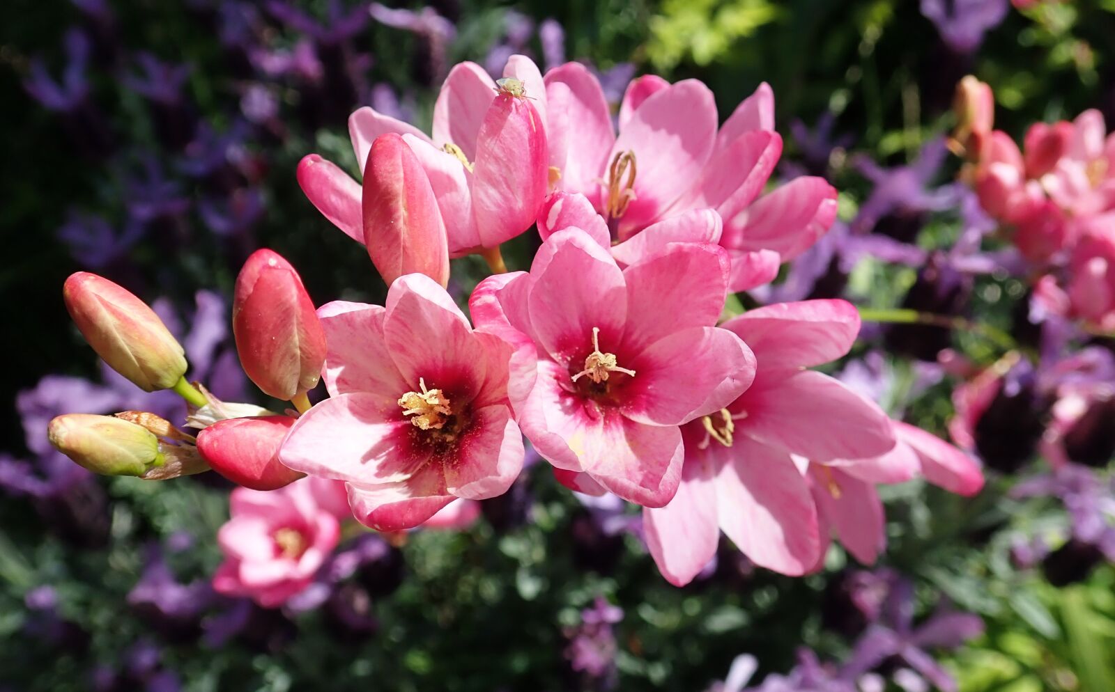 Olympus TG-5 sample photo. Flowers, pink, ixia photography