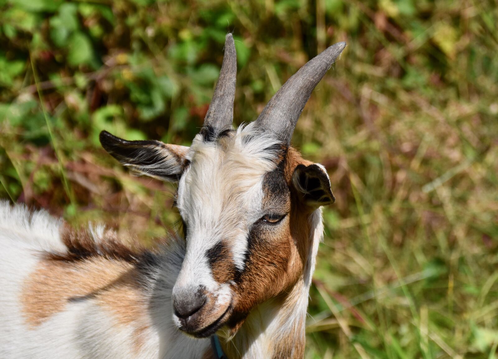 Nikon D5600 sample photo. Goat, goat horns, goat photography
