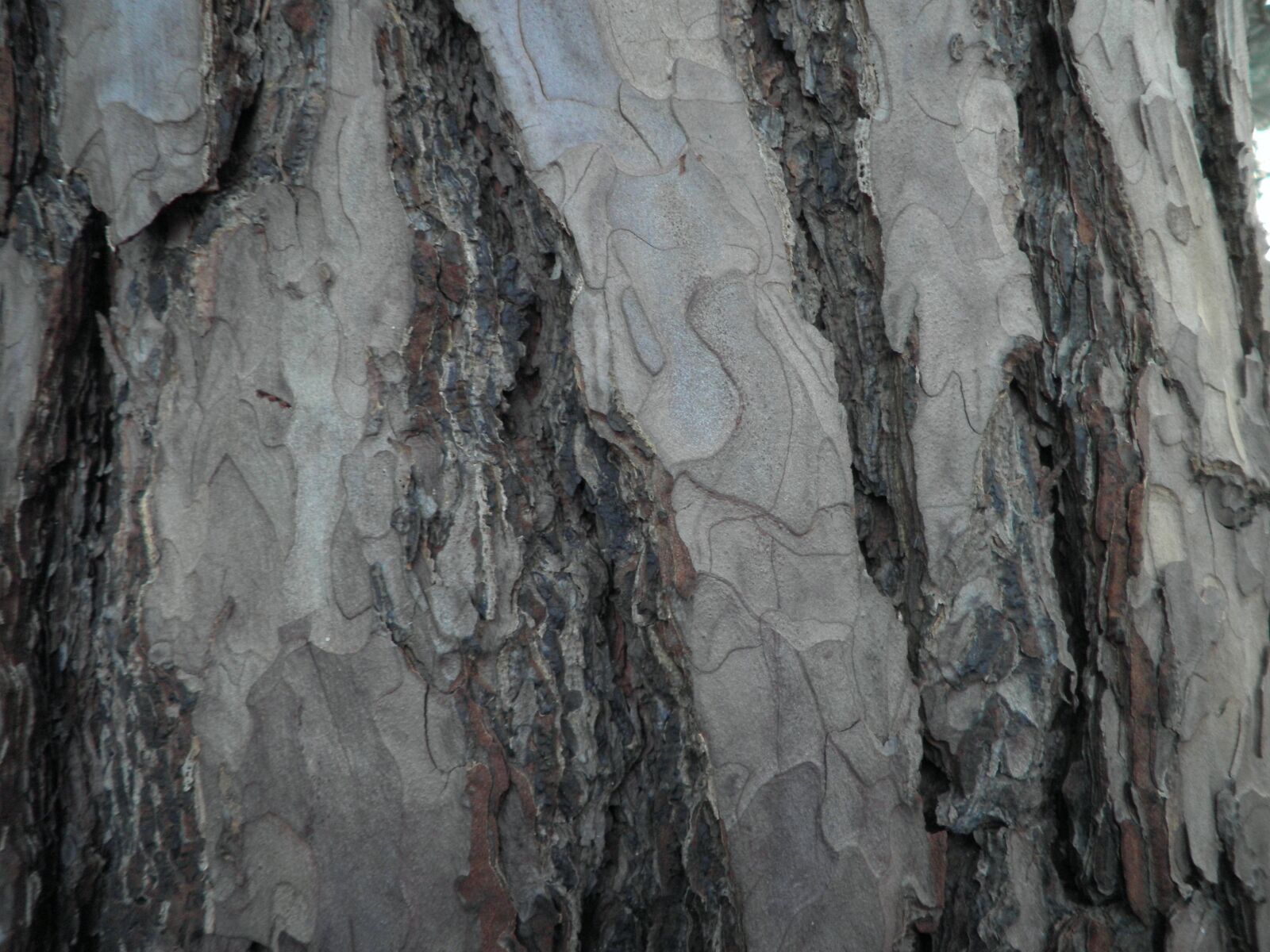 Olympus FE4010,X930 sample photo. Tree, bark, pine photography