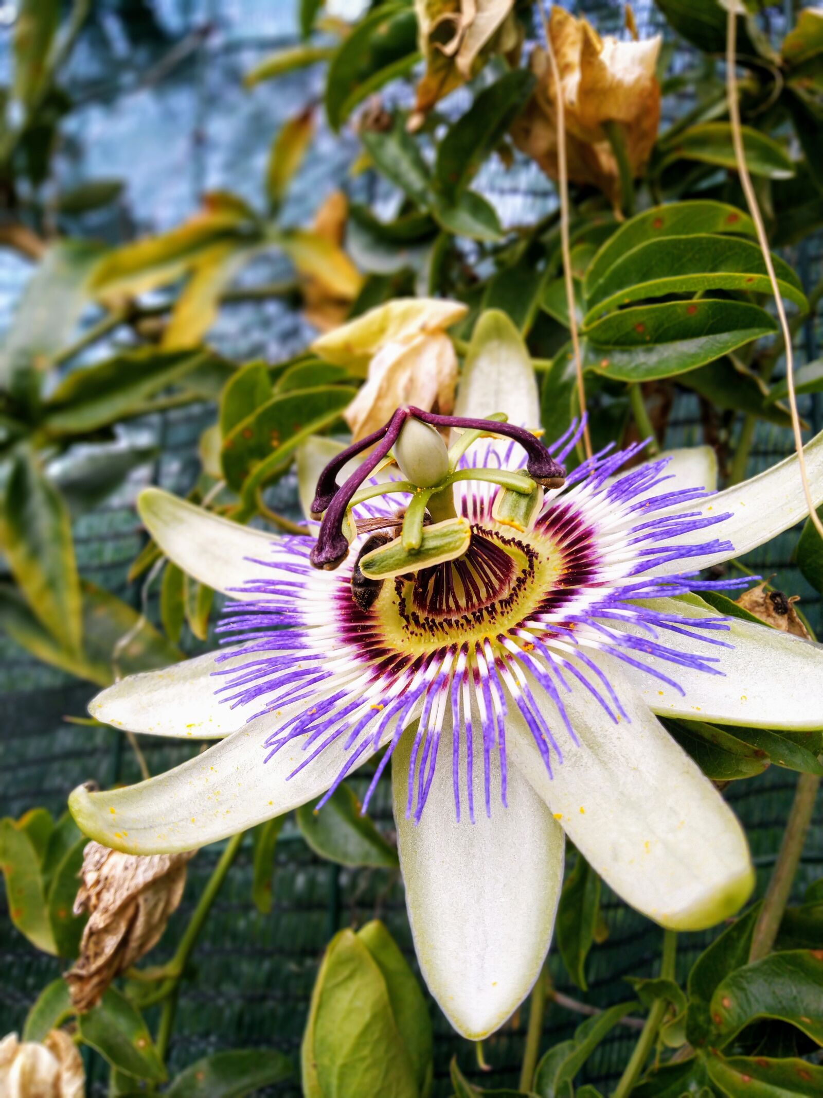 ASUS ZenFone Max Pro M1 (ZB602KL) (WW) / Max Pro M1 (ZB601KL) (IN) sample photo. Passiflora, passion flower, flower photography