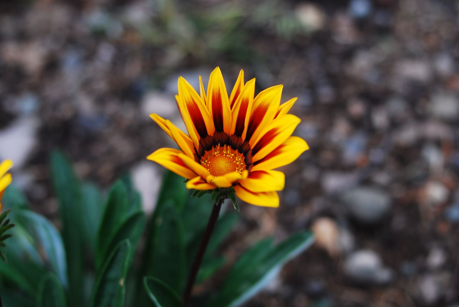 Nikon D60 sample photo. Nature, flower, plant photography