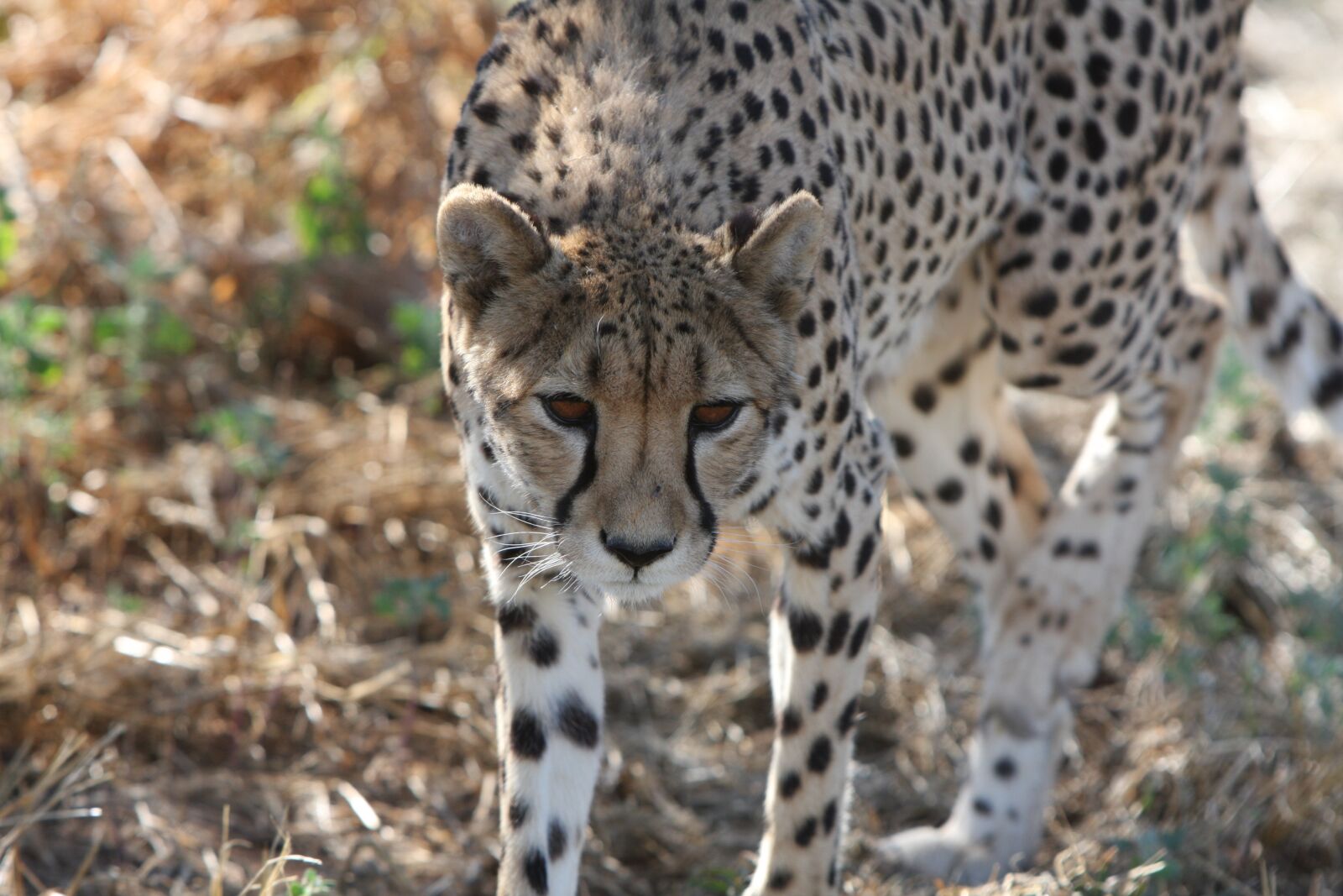 Canon EOS 40D sample photo. Cheetah, namibia, wild photography