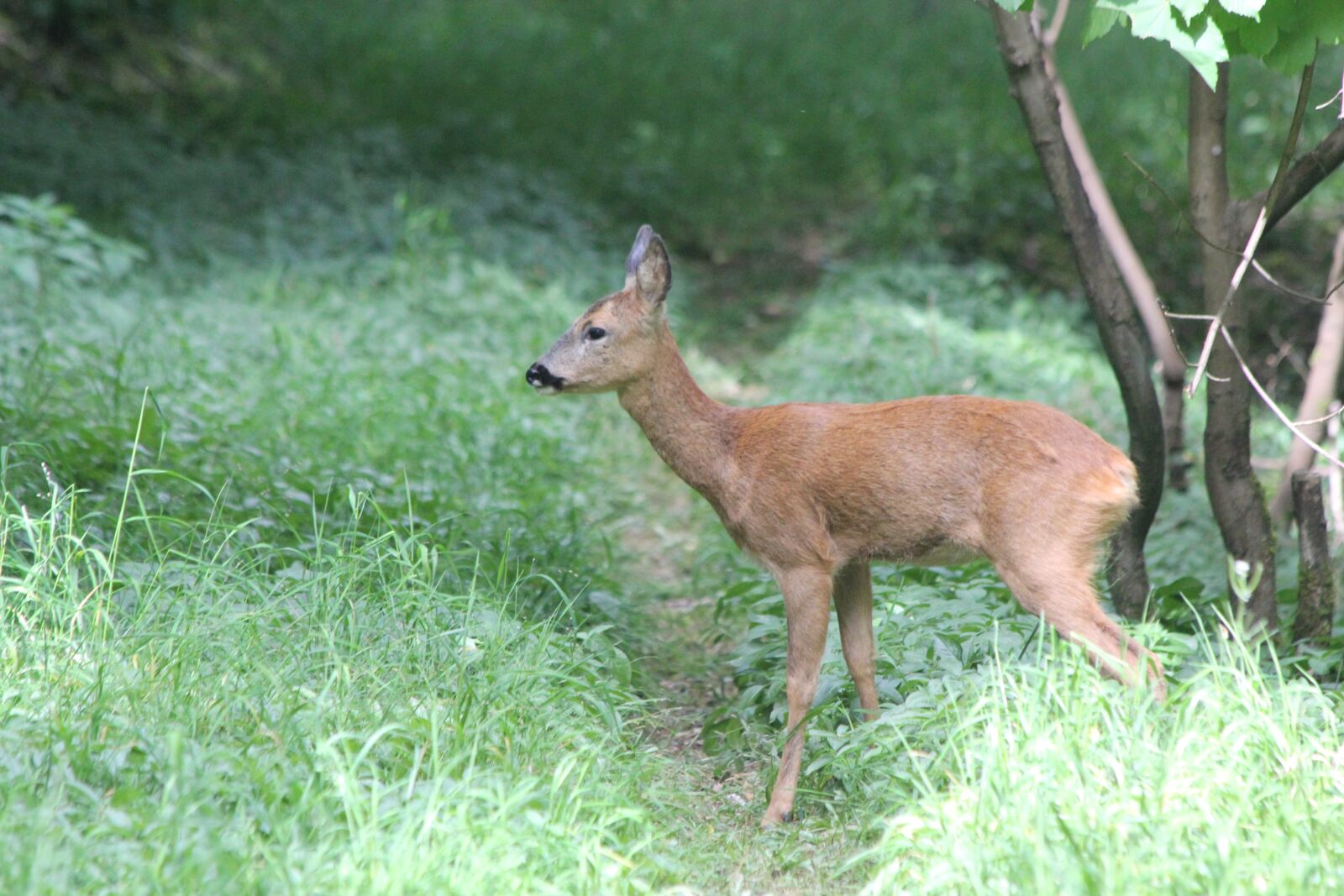 Canon EOS 550D (EOS Rebel T2i / EOS Kiss X4) sample photo. Roe, deer, woodland photography
