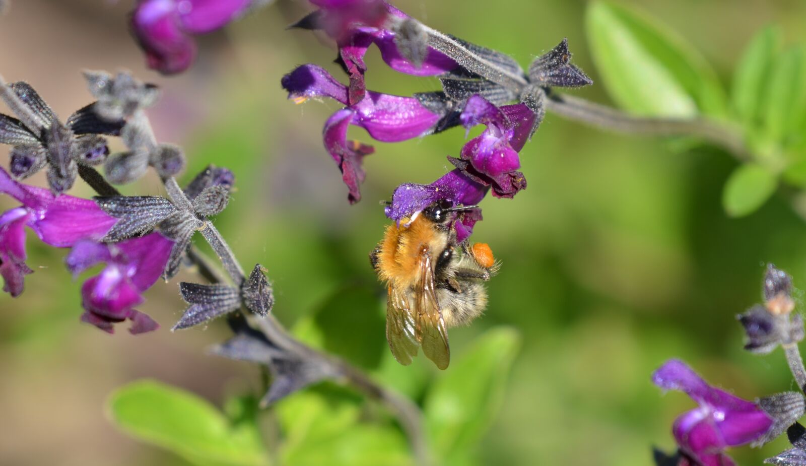Nikon D5100 sample photo. Insect, pollen, flower photography