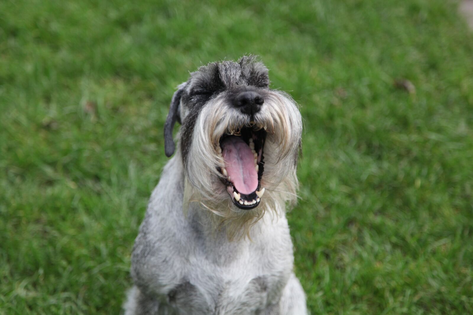 Canon EOS 5D Mark II sample photo. Schnauzer, dog, pet photography