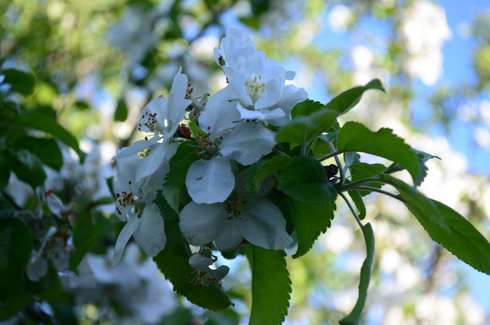 Nikon D5100 sample photo. Apple tree, blooms, branch photography
