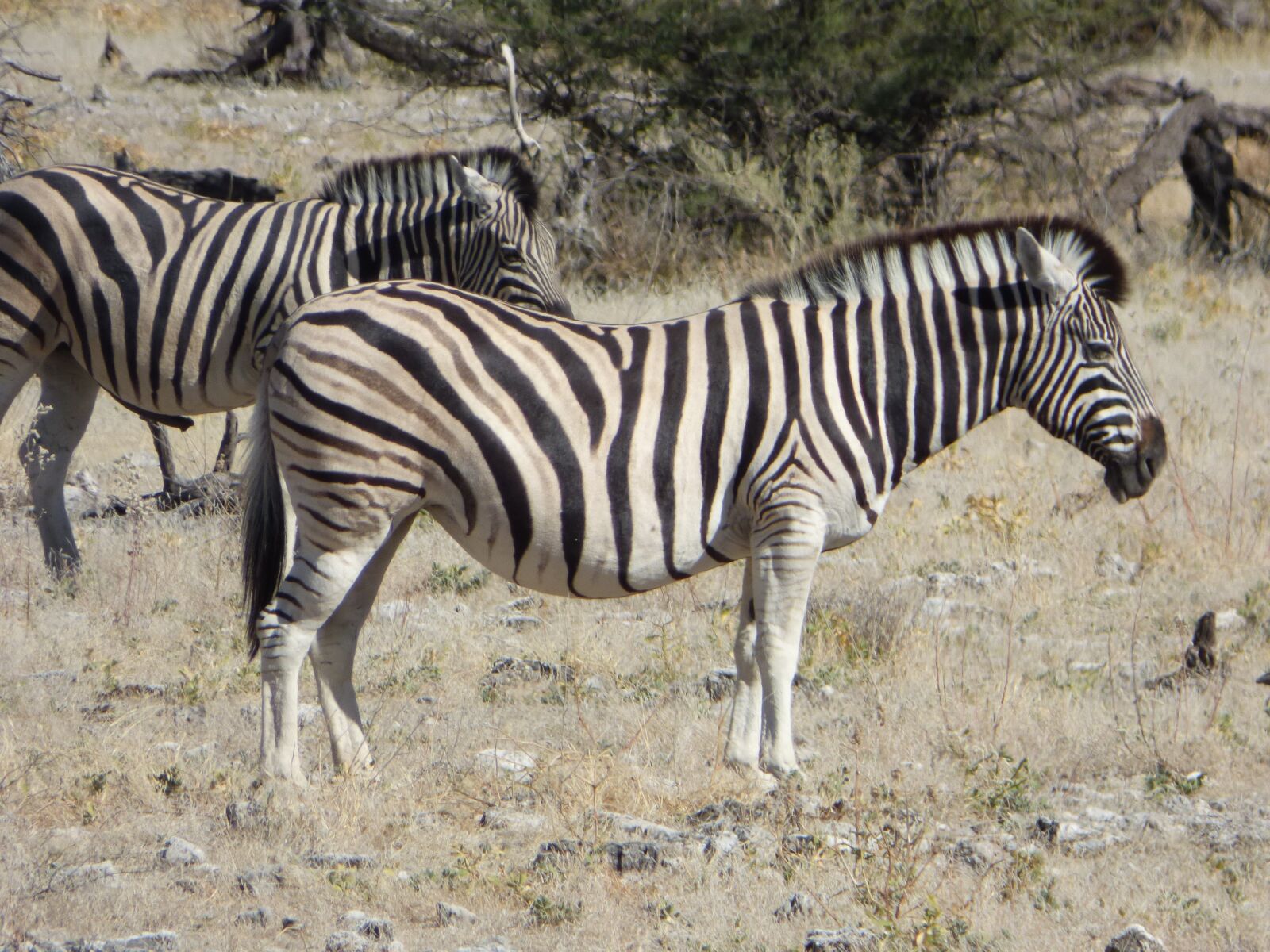 Panasonic DMC-FZ72 sample photo. Wildlife, zebras, namibia photography