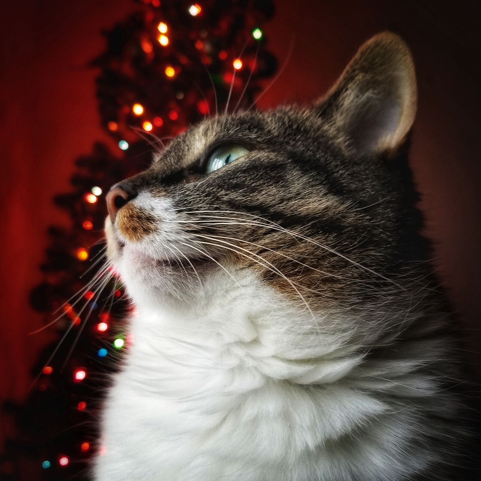 Samsung Galaxy S7 sample photo. Cat, feline, christmas photography