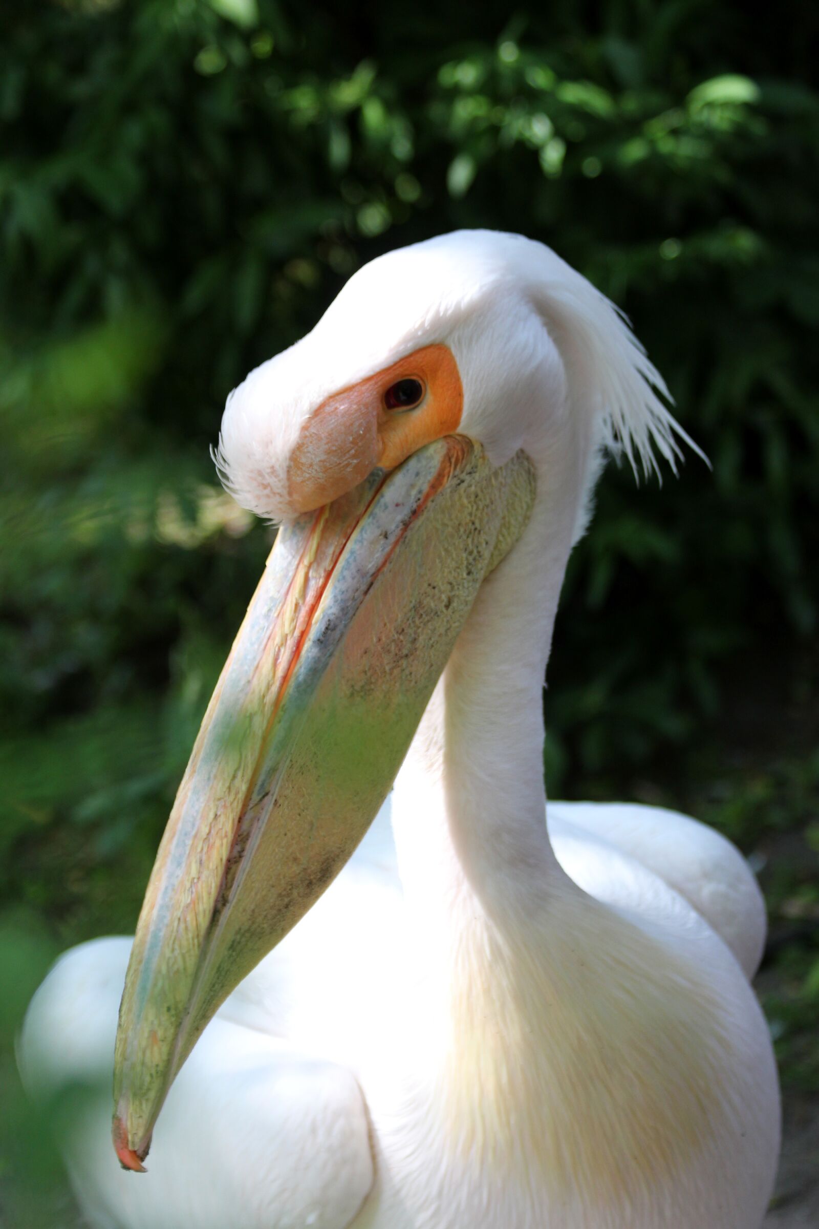 Canon EOS 650D (EOS Rebel T4i / EOS Kiss X6i) sample photo. White pelican, bird, pelican photography