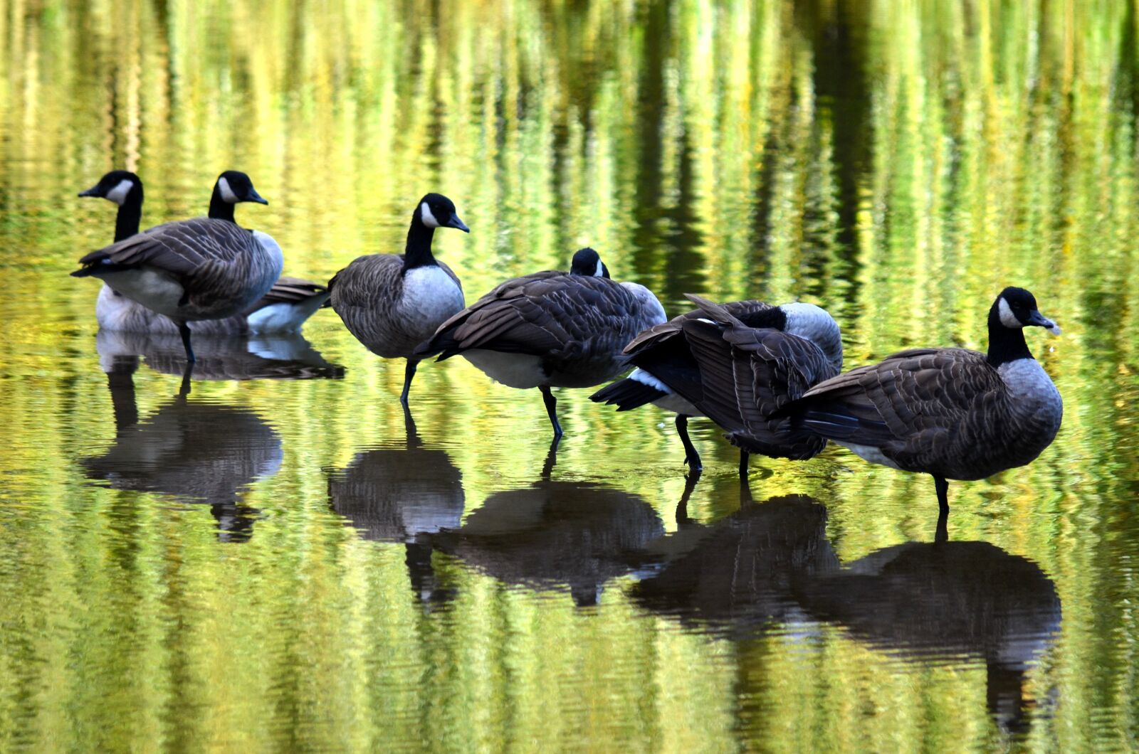 Nikon D5100 sample photo. Bird, ponds, water photography