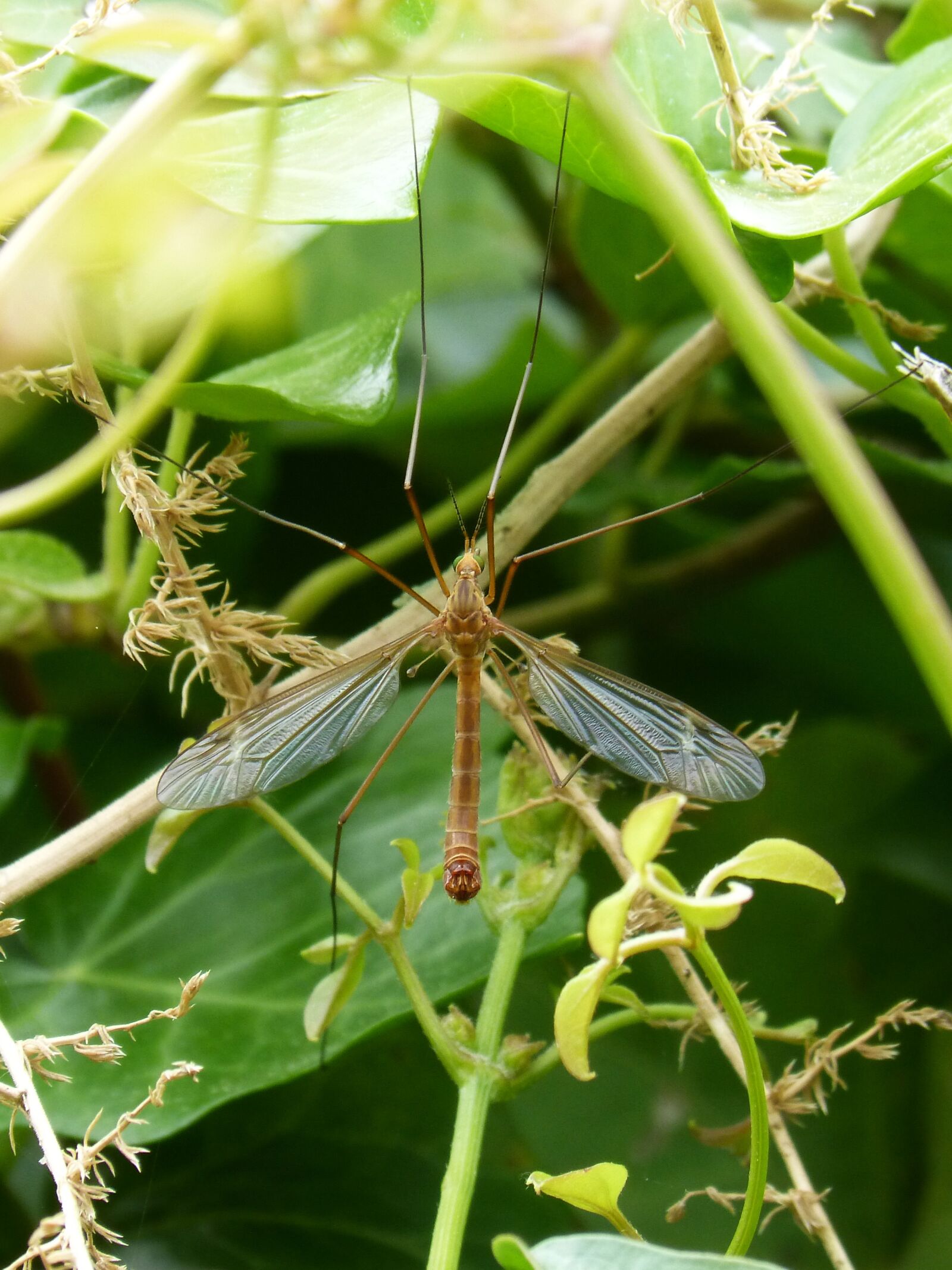 Panasonic DMC-FZ62 sample photo. Mosquito, detail, sting photography