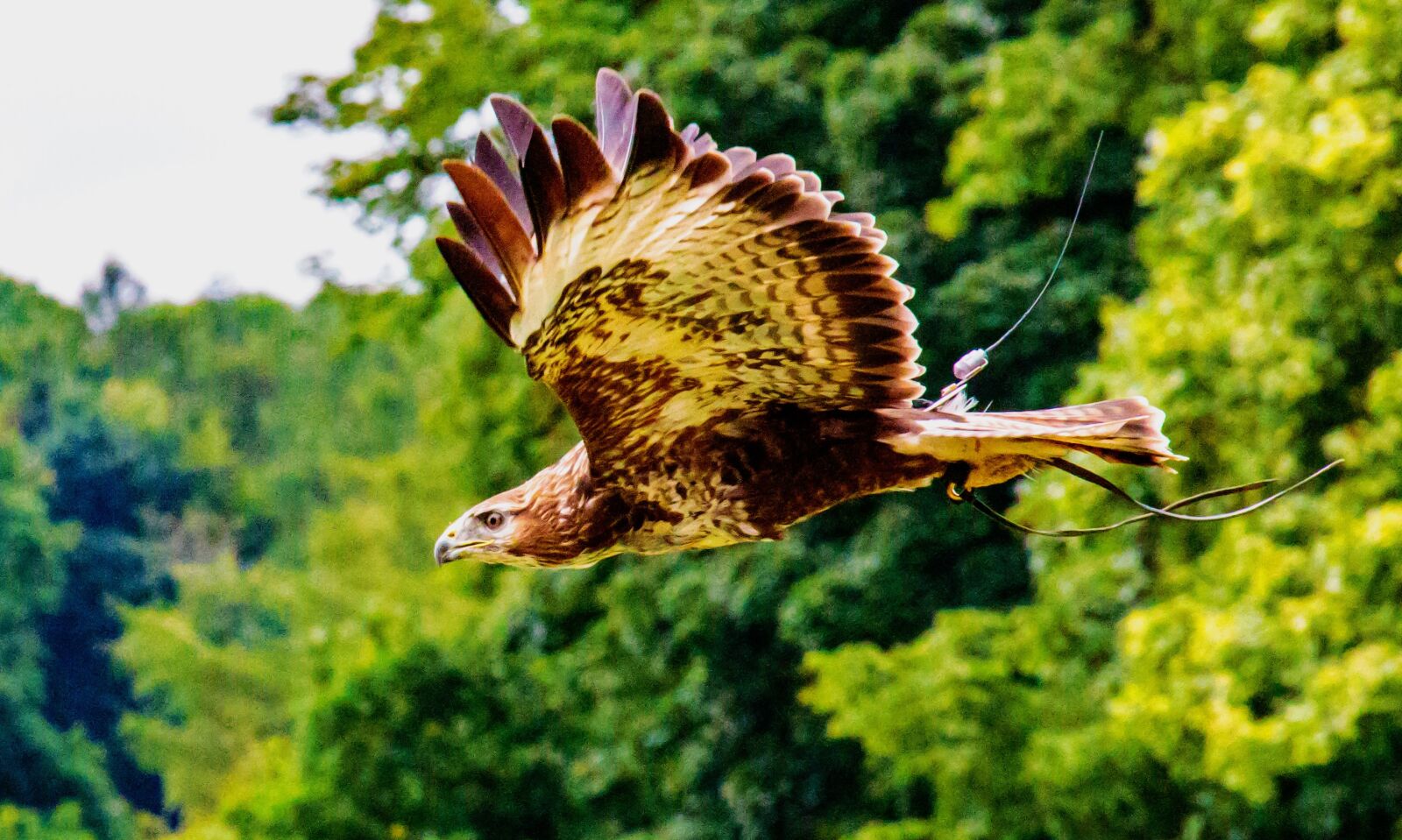 Canon EOS 7D Mark II sample photo. African fish eagle, bird photography