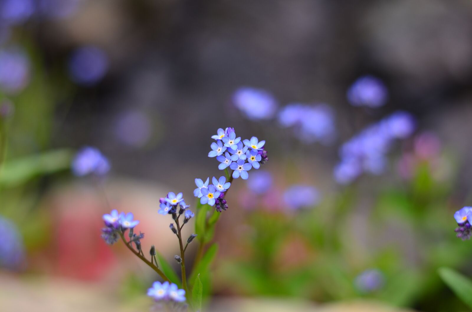 Nikon D5100 sample photo. Flower, nature, macro photography