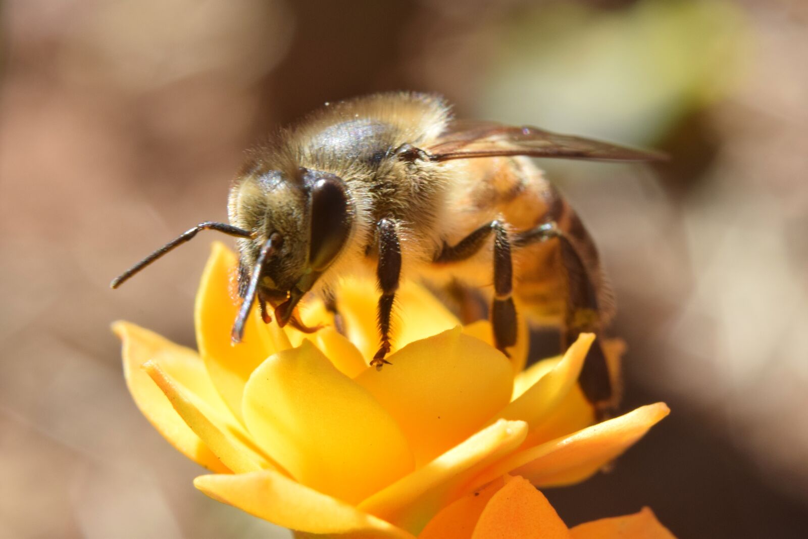 Nikon D5300 sample photo. Macro, bee, pollen photography