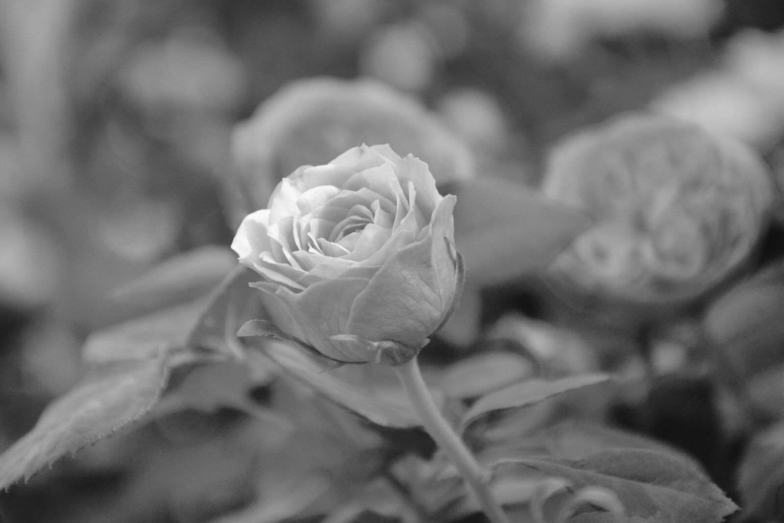 Nikon D5200 sample photo. Pink, photo black white photography