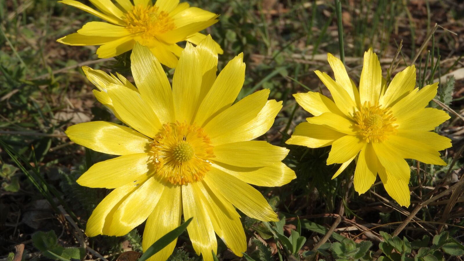 Nikon Coolpix P610 sample photo. Adonis vernalis, hlavacek, adonis photography