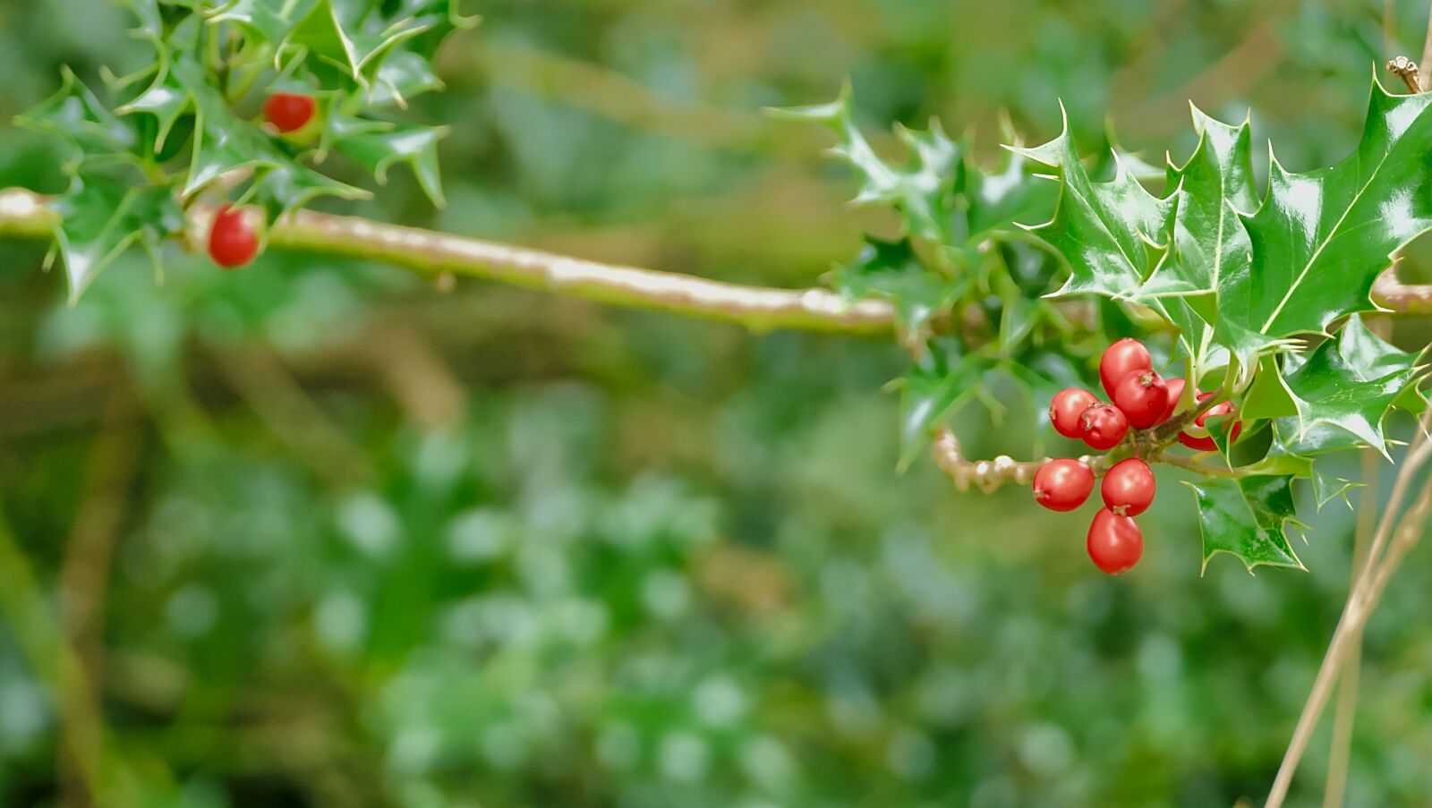 Panasonic Lumix DMC-FZ1000 sample photo. Holly, branch nature, bay photography